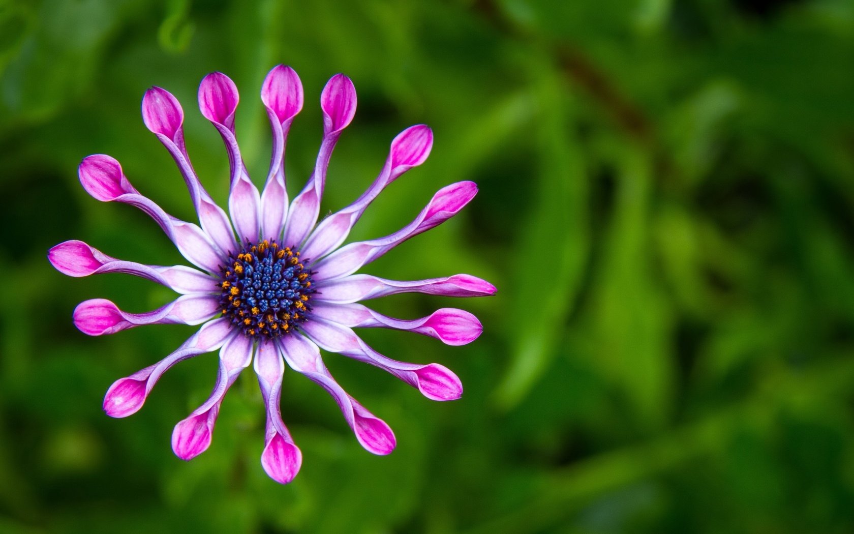 Обои природа, макро, цветок, лепестки, фиолетовый, зеленый фон, цветком, african spoon daisies, nature, macro, flower, petals, purple, green background, spoon daisies african разрешение 4553x2550 Загрузить