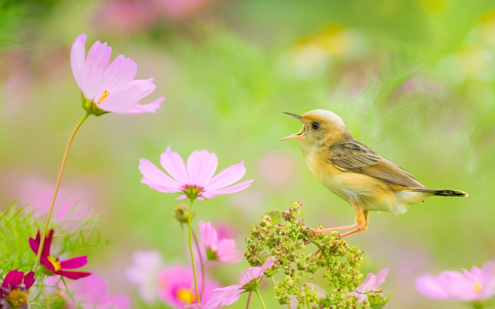 Обои цветы, птица, боке, космея, золотоголовая цистикола, цистикола, flowers, bird, bokeh, kosmeya, zolotokolosa tsistikola, tsistikola разрешение 2048x1365 Загрузить