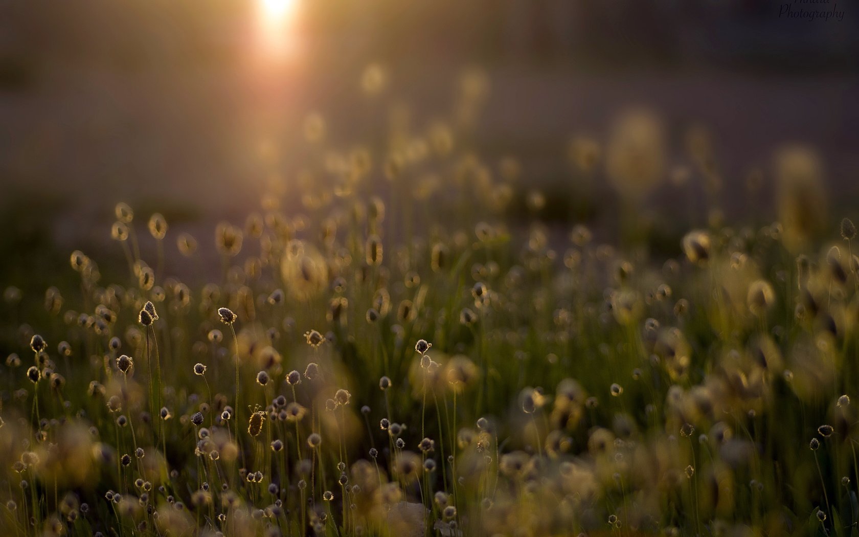 Обои свет, трава, природа, растения, поле, light, grass, nature, plants, field разрешение 4912x3264 Загрузить