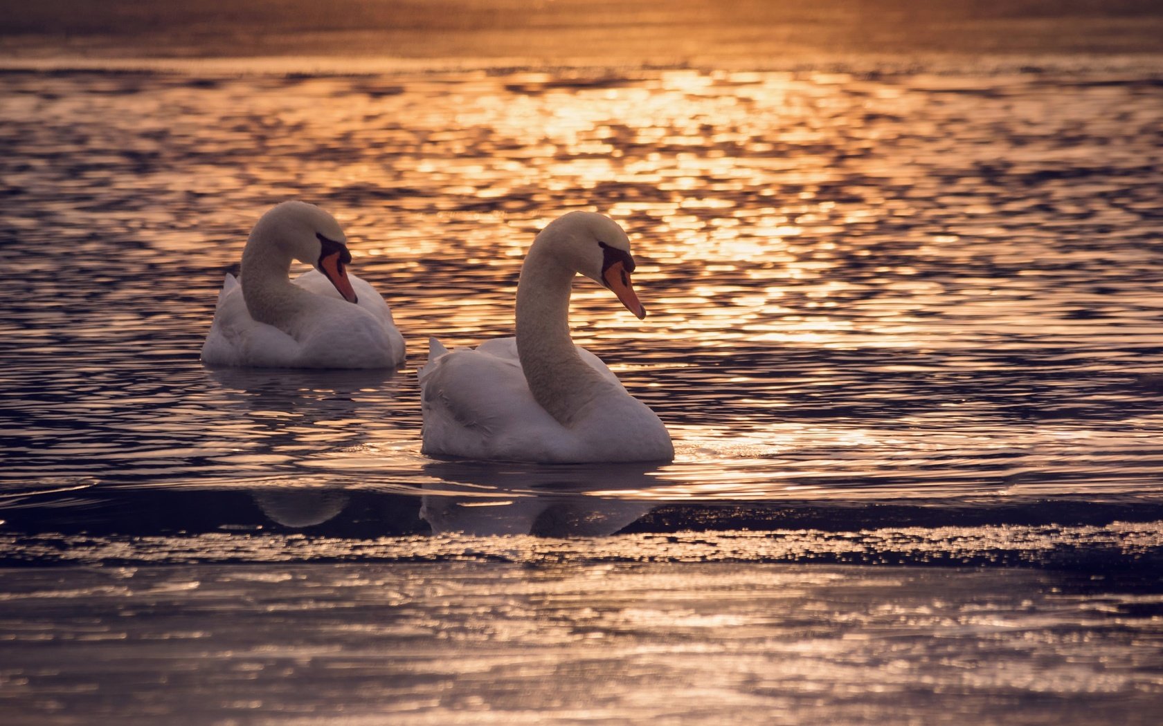 Обои озеро, couple, полумрак, закат, отражение, птицы, пара, сумерки, лебеди, dusk, лейка, lake, sunset, reflection, birds, pair, twilight, swans разрешение 2048x1356 Загрузить