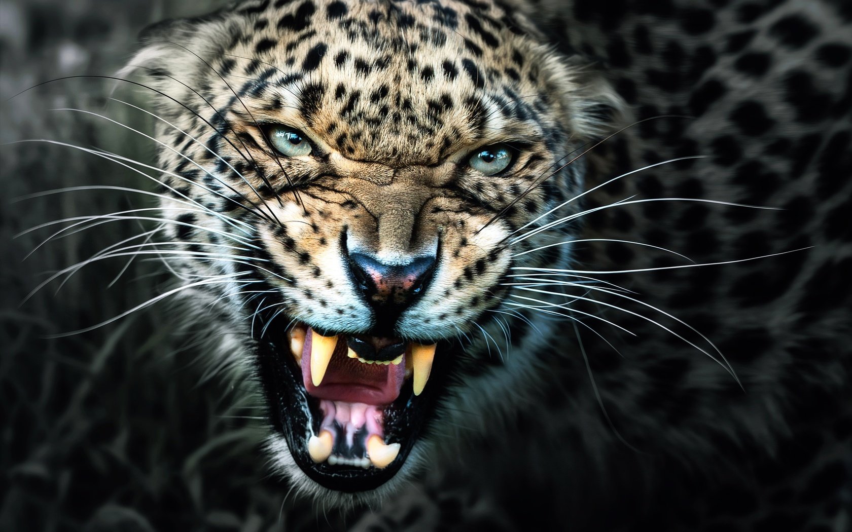 Обои леопард, клыки, хищник, оскал, leopard, fangs, predator, grin разрешение 2500x1671 Загрузить