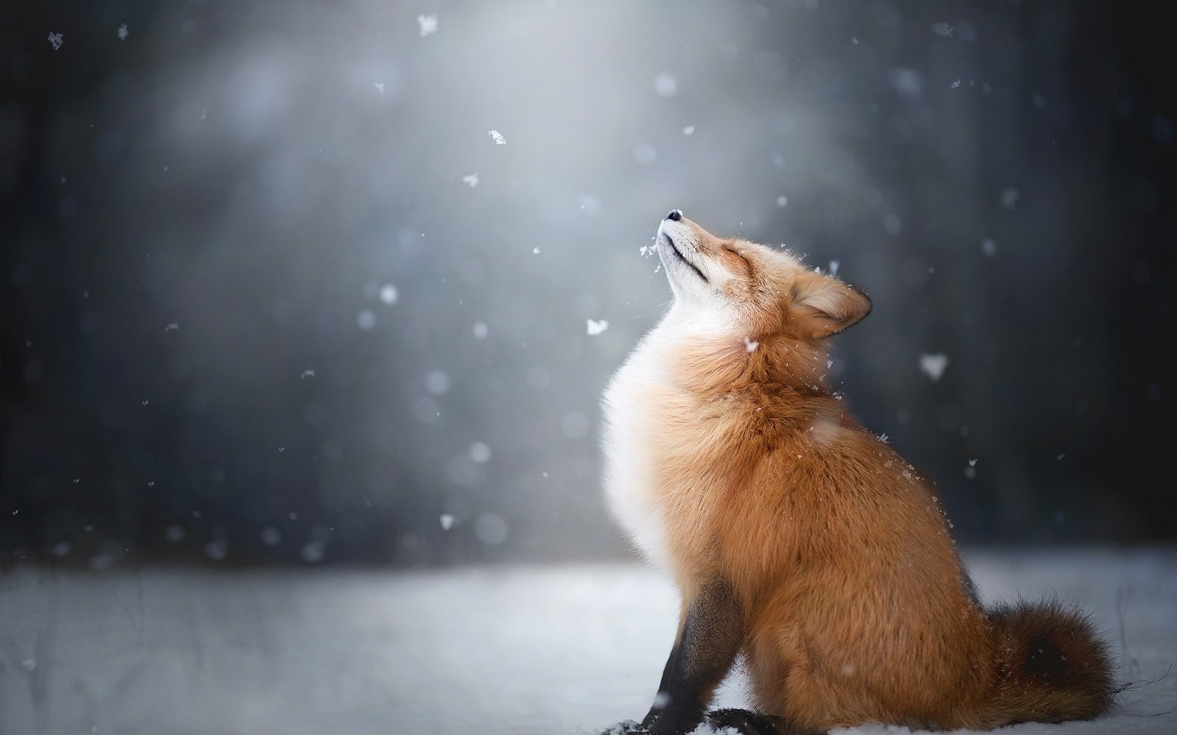 Обои снег, снежинки, лиса, лисица, животное, snow, snowflakes, fox, animal разрешение 2048x1365 Загрузить