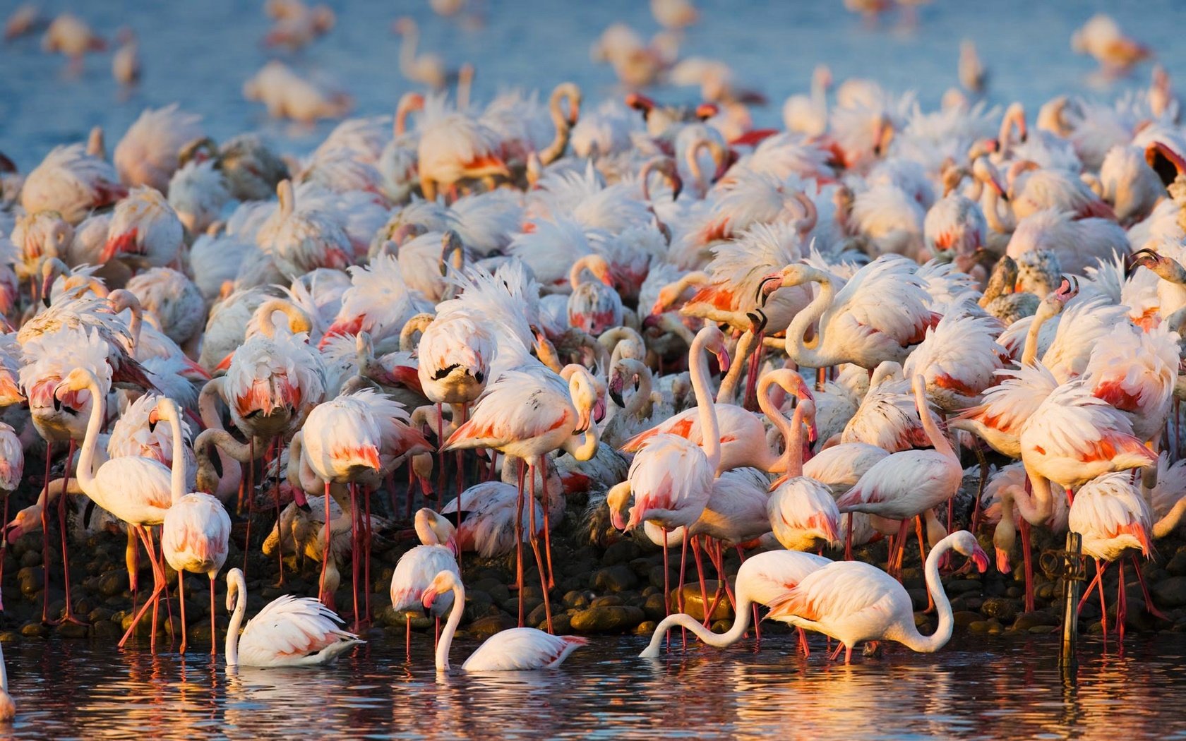 Обои вода, фламинго, птицы, стая, water, flamingo, birds, pack разрешение 1920x1080 Загрузить