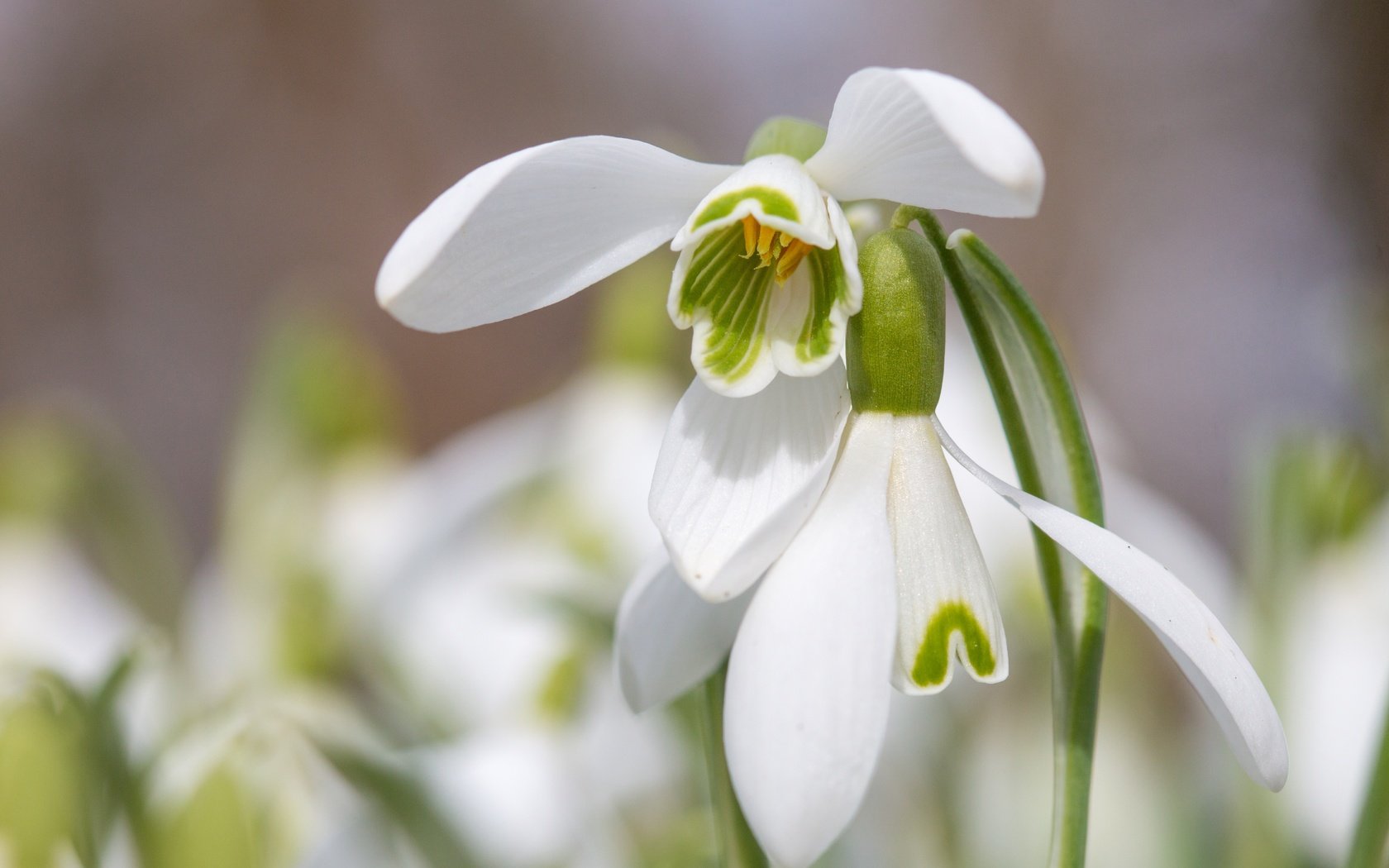 Обои цветы, макро, лепестки, весна, подснежники, flowers, macro, petals, spring, snowdrops разрешение 5407x3605 Загрузить