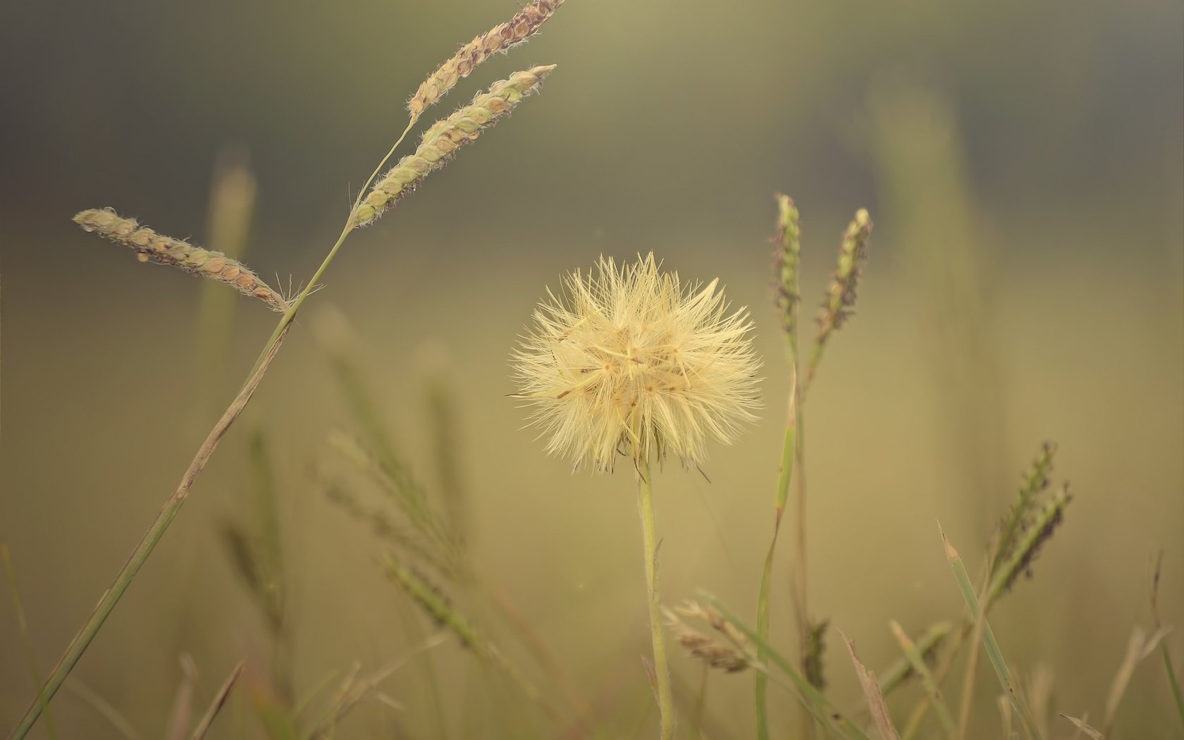 Обои трава, макро, цветок, поле, колоски, растение, grass, macro, flower, field, spikelets, plant разрешение 2048x1357 Загрузить