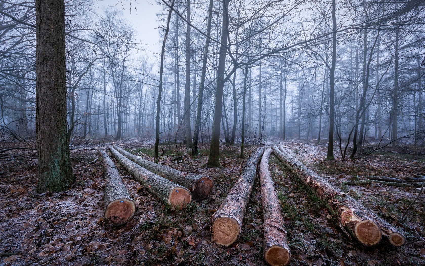 Обои деревья, лес, зима, иней, бревна, trees, forest, winter, frost, logs разрешение 2048x1365 Загрузить