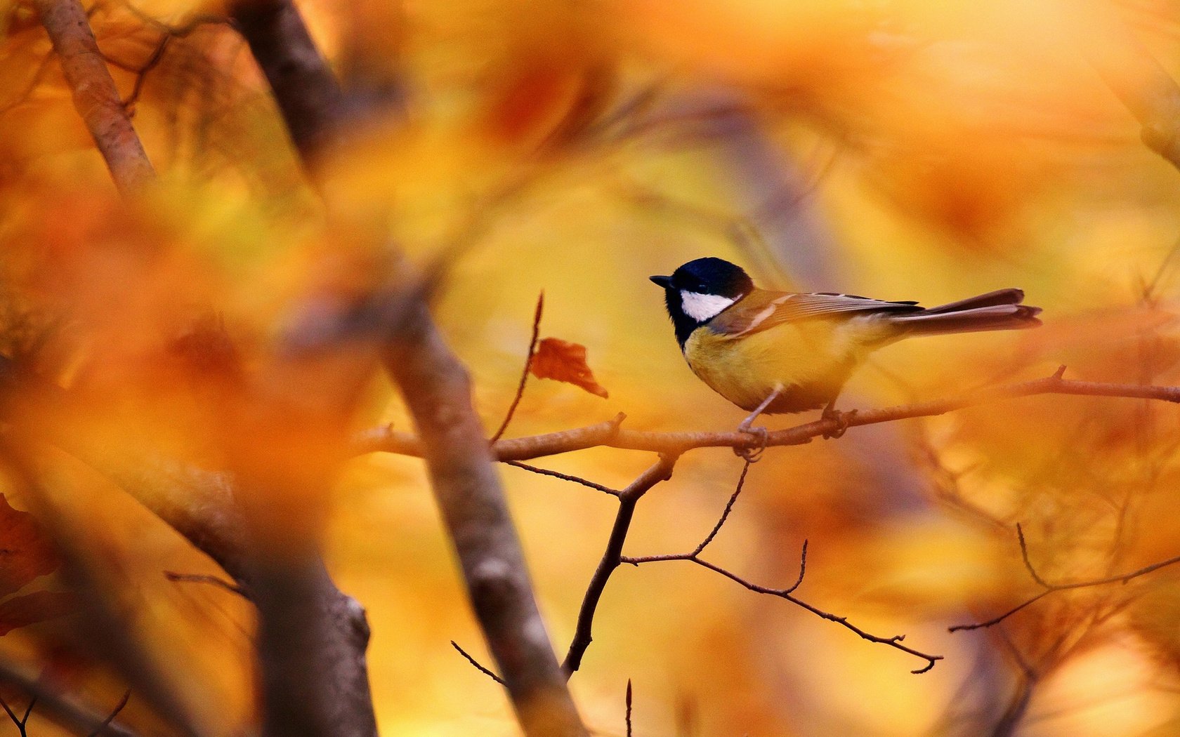 Обои дерево, ветки, осень, птица, синица, tree, branches, autumn, bird, tit разрешение 1920x1200 Загрузить