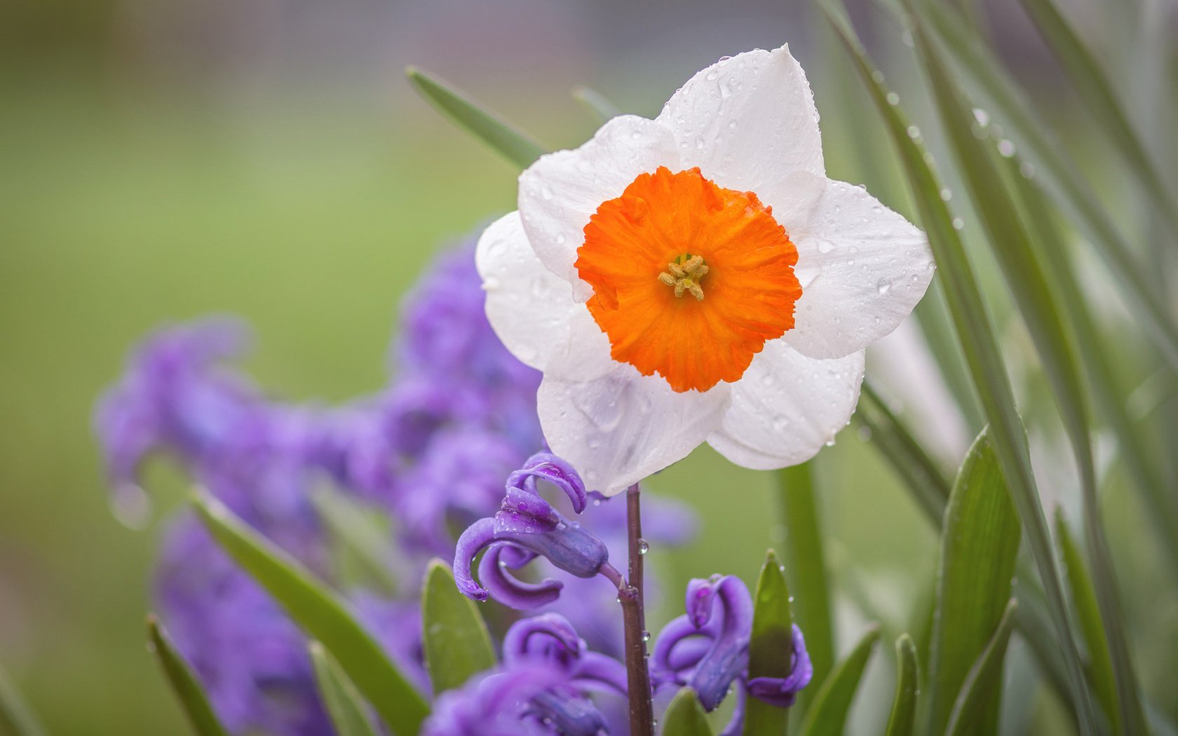 Обои цветы, макро, капли, лепестки, нарцисс, гиацинт, flowers, macro, drops, petals, narcissus, hyacinth разрешение 1920x1200 Загрузить