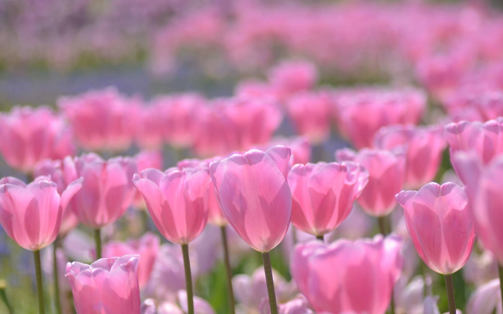 Обои цветение, бутоны, весна, тюльпаны, розовые, боке, flowering, buds, spring, tulips, pink, bokeh разрешение 2048x1356 Загрузить