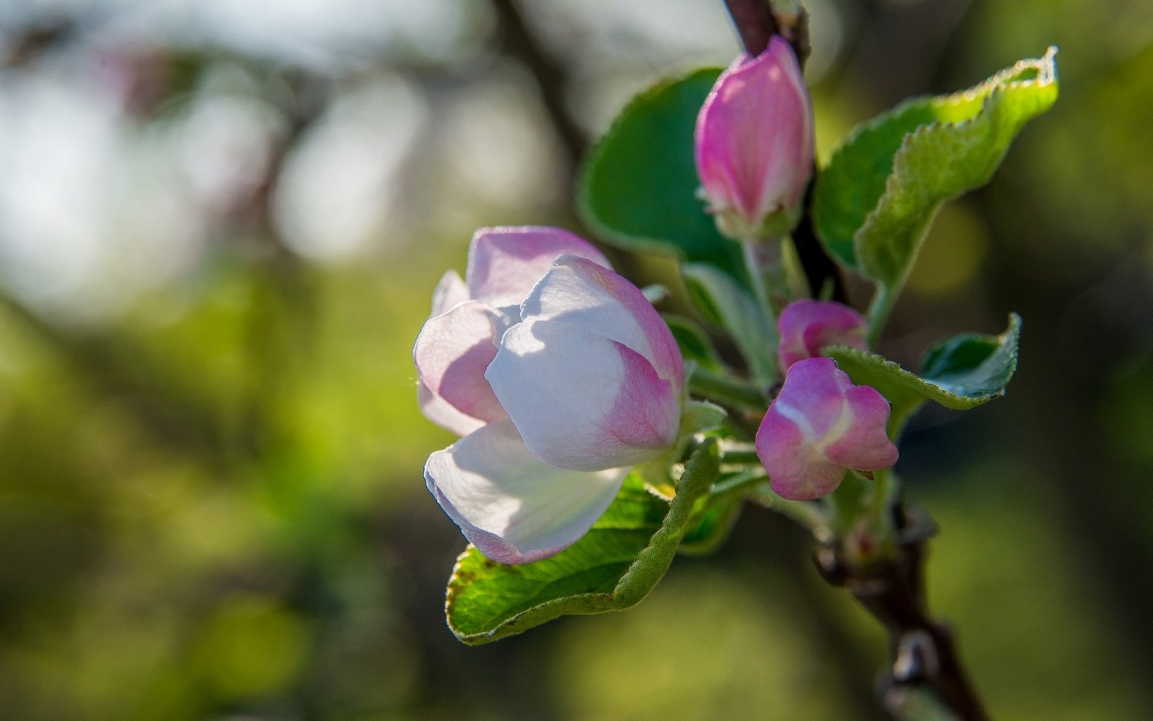 Обои дерево, цветение, макро, весна, яблоня, tree, flowering, macro, spring, apple разрешение 2048x1280 Загрузить