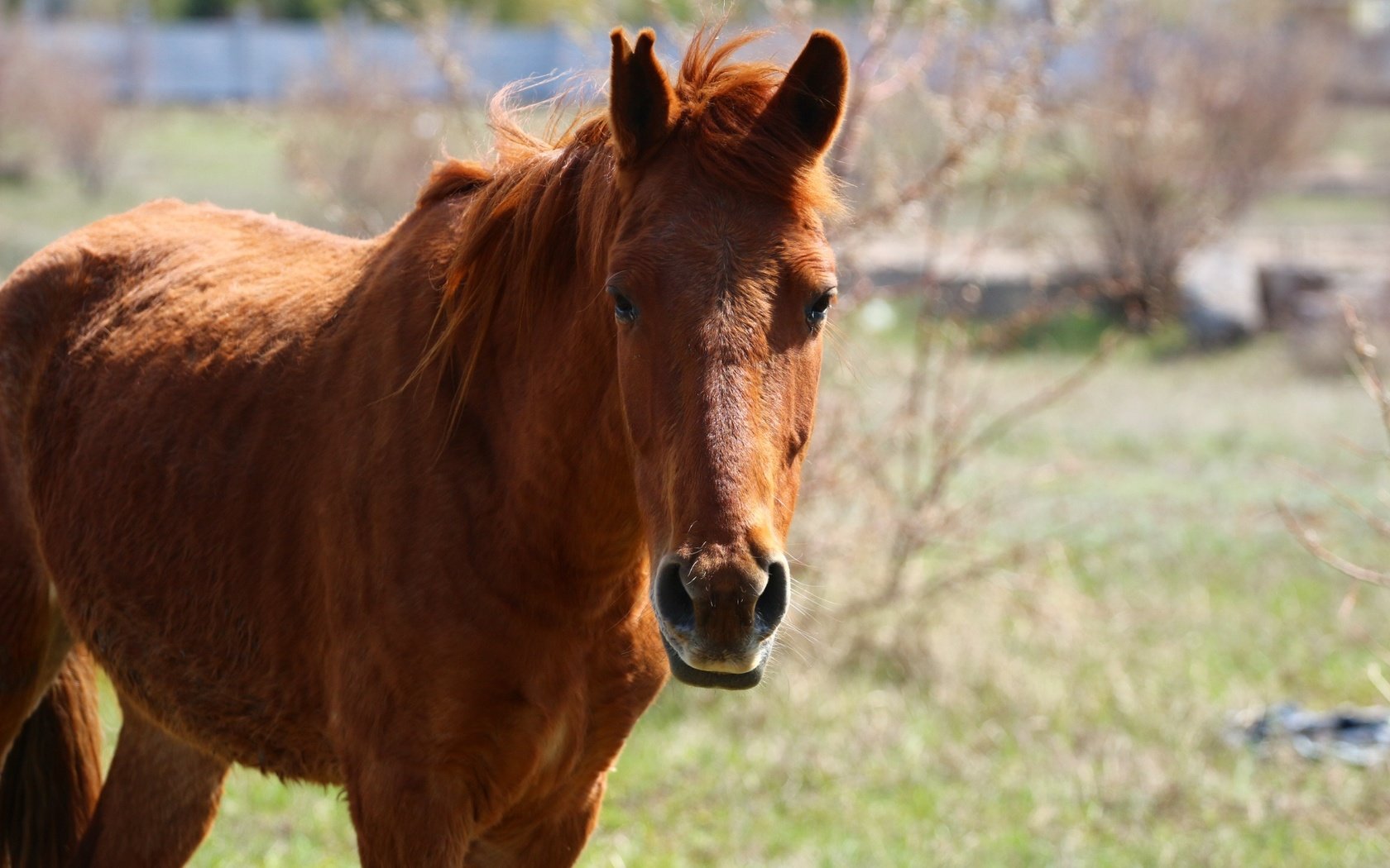 Обои лошадь, взгляд, конь, грива, степь, horse, look, mane, the steppe разрешение 1920x1280 Загрузить