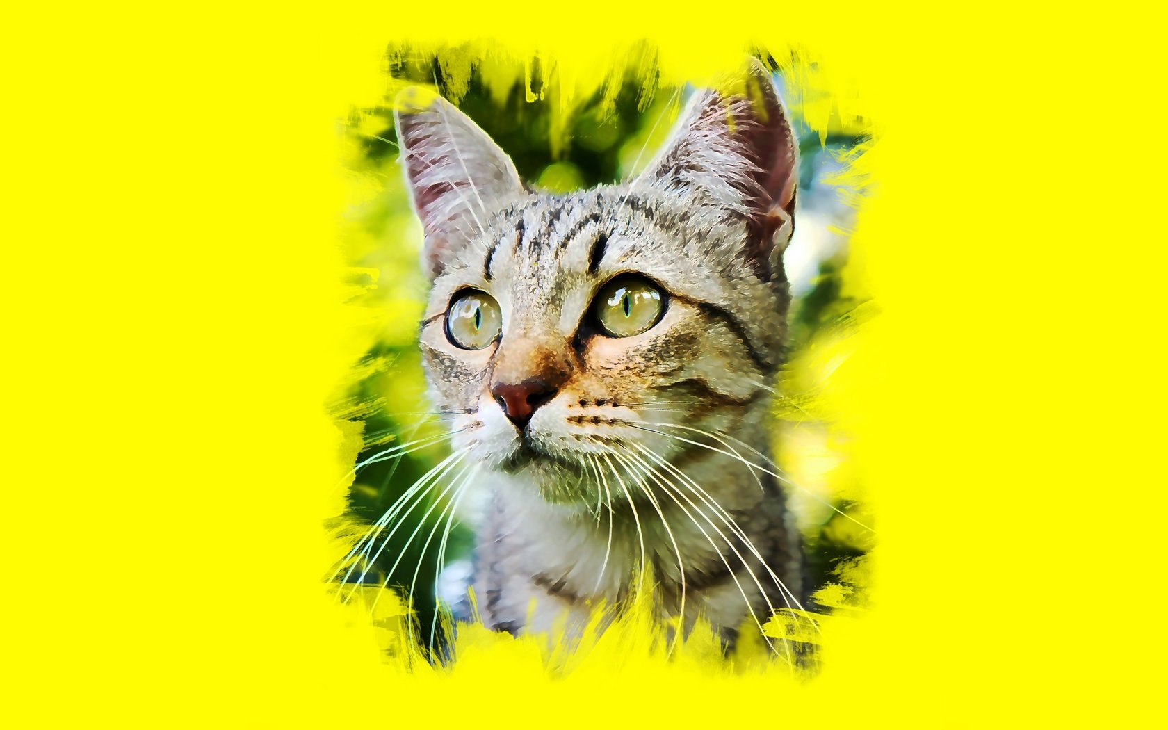 Обои глаза, арт, кот, усы, кошка, взгляд, eyes, art, cat, mustache, look разрешение 3365x2108 Загрузить