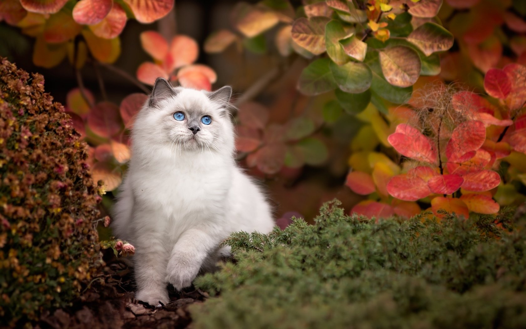 Обои природа, листья, кот, ветки, кошка, осень, животное, рэгдолл, nature, leaves, cat, branches, autumn, animal, ragdoll разрешение 2048x1318 Загрузить