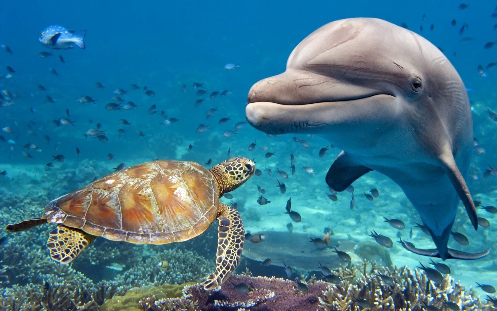 Обои вода, животные, черепаха, рыбы, дно, дельфин, подводный мир, water, animals, turtle, fish, the bottom, dolphin, underwater world разрешение 2048x1365 Загрузить