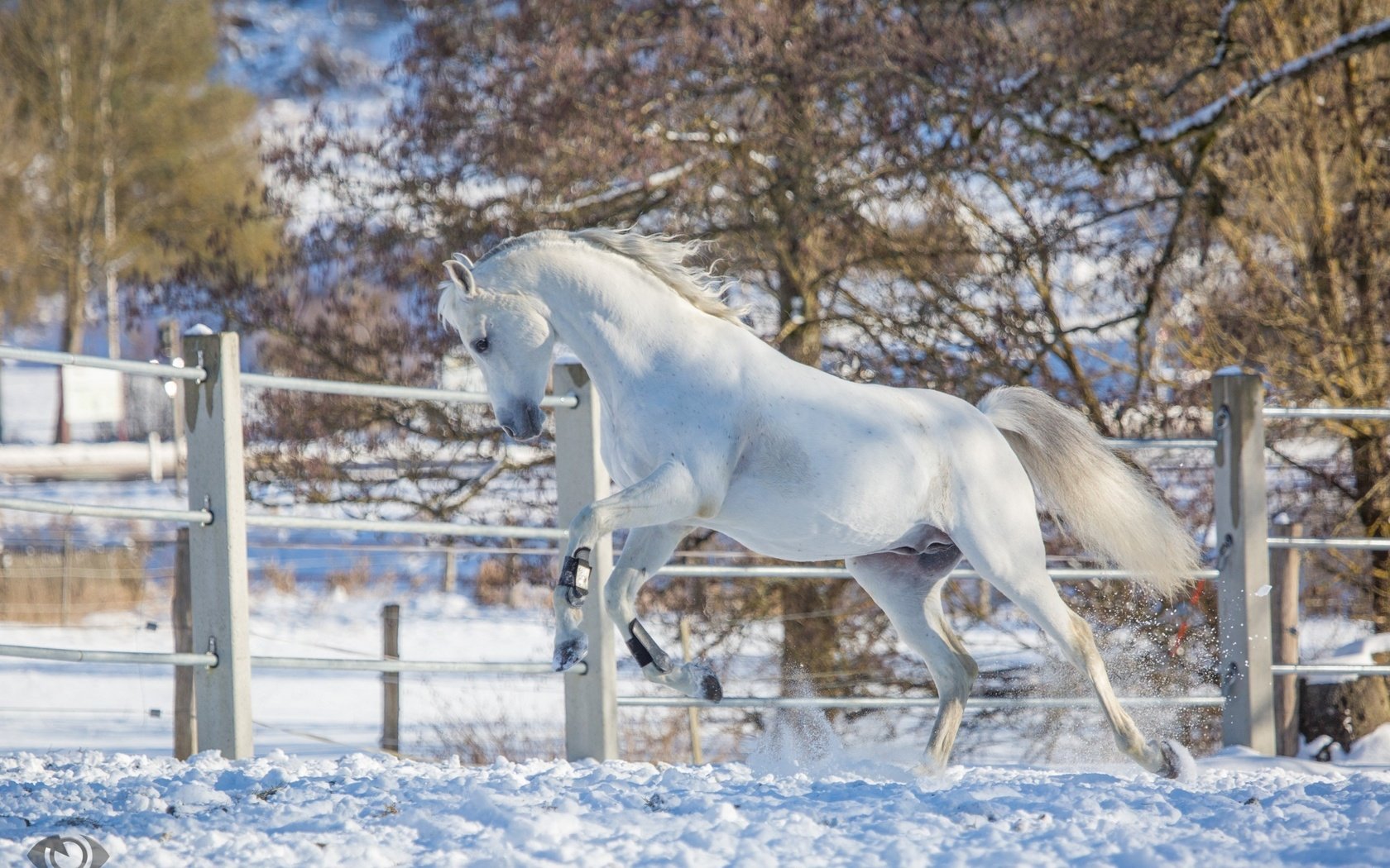 Обои лошадь, снег, зима, белый, конь, загон, грация, (с) oliverseitz, horse, snow, winter, white, corral, grace, (c) oliverseitz разрешение 2880x1800 Загрузить