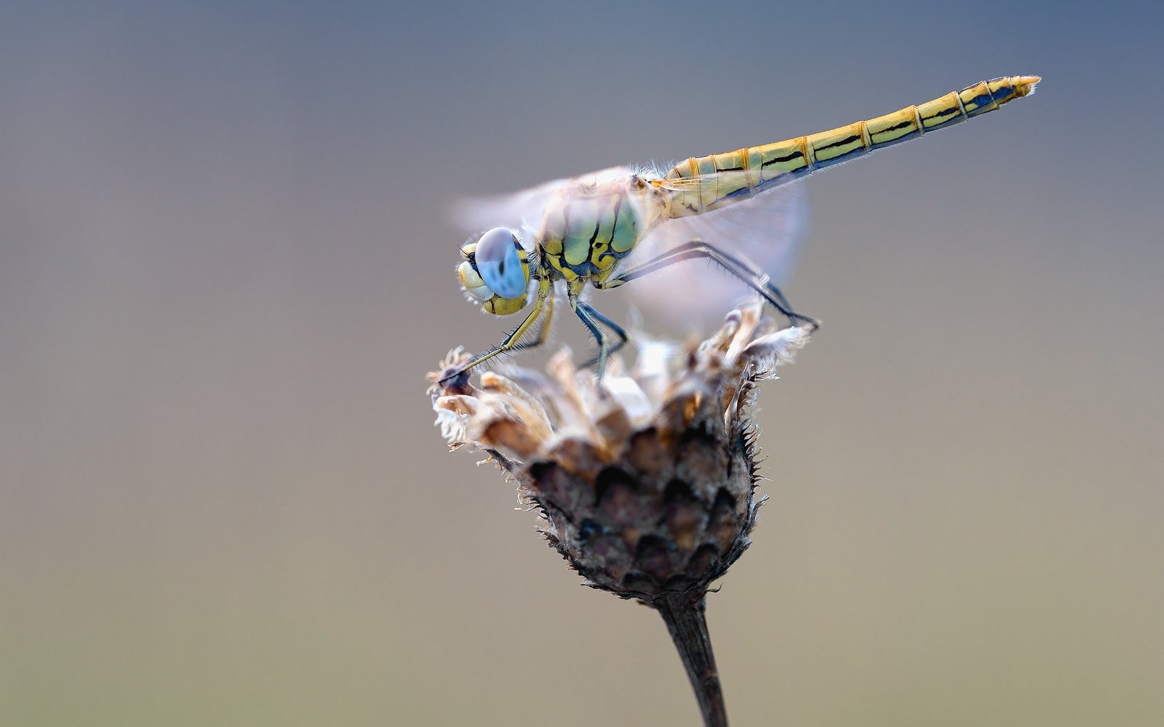 Обои макро, насекомое, цветок, крылья, стрекоза, растение, сухой, macro, insect, flower, wings, dragonfly, plant, dry разрешение 1920x1279 Загрузить