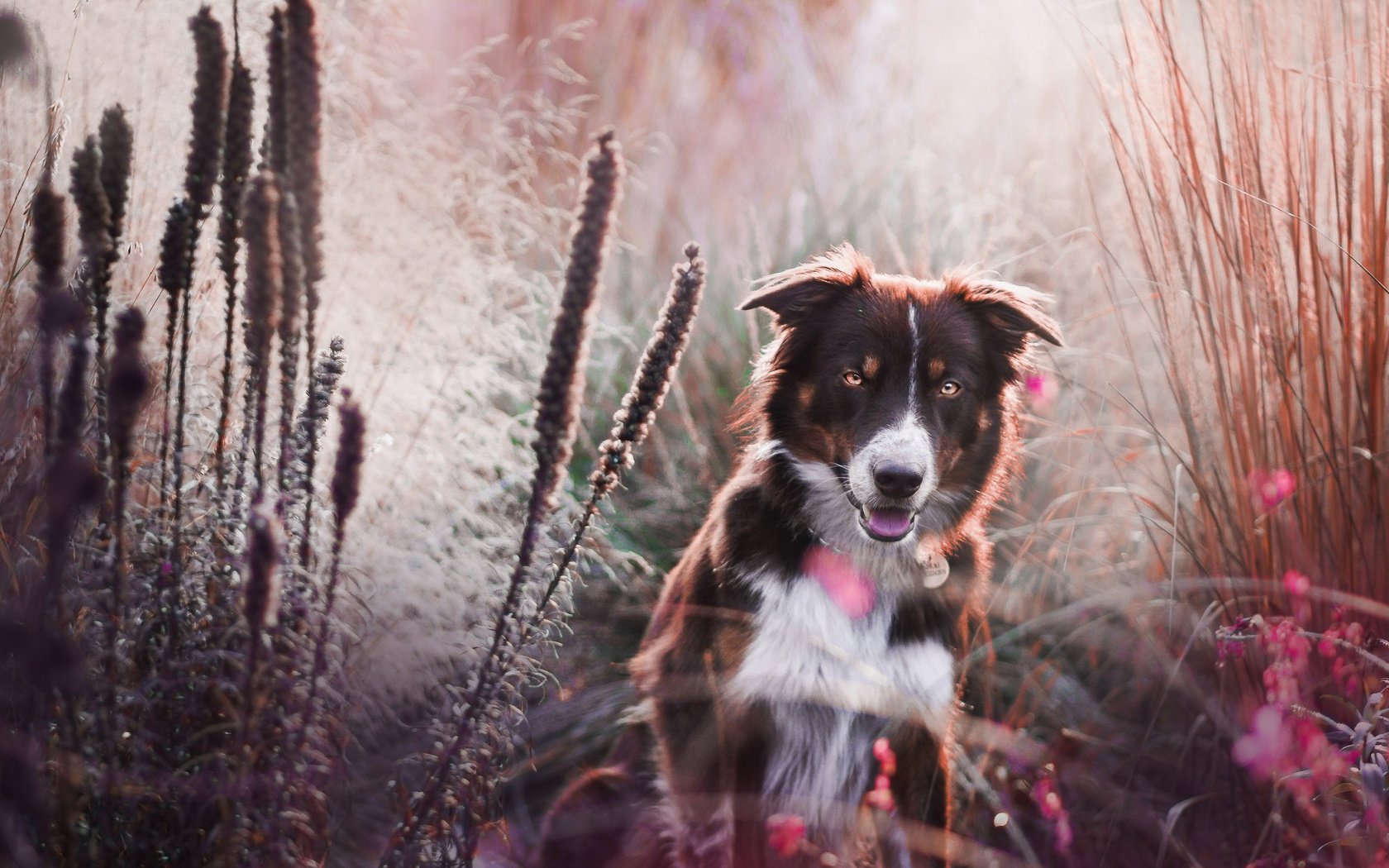 Обои цветы, трава, мордочка, взгляд, собака, бордер-колли, flowers, grass, muzzle, look, dog, the border collie разрешение 2560x1600 Загрузить