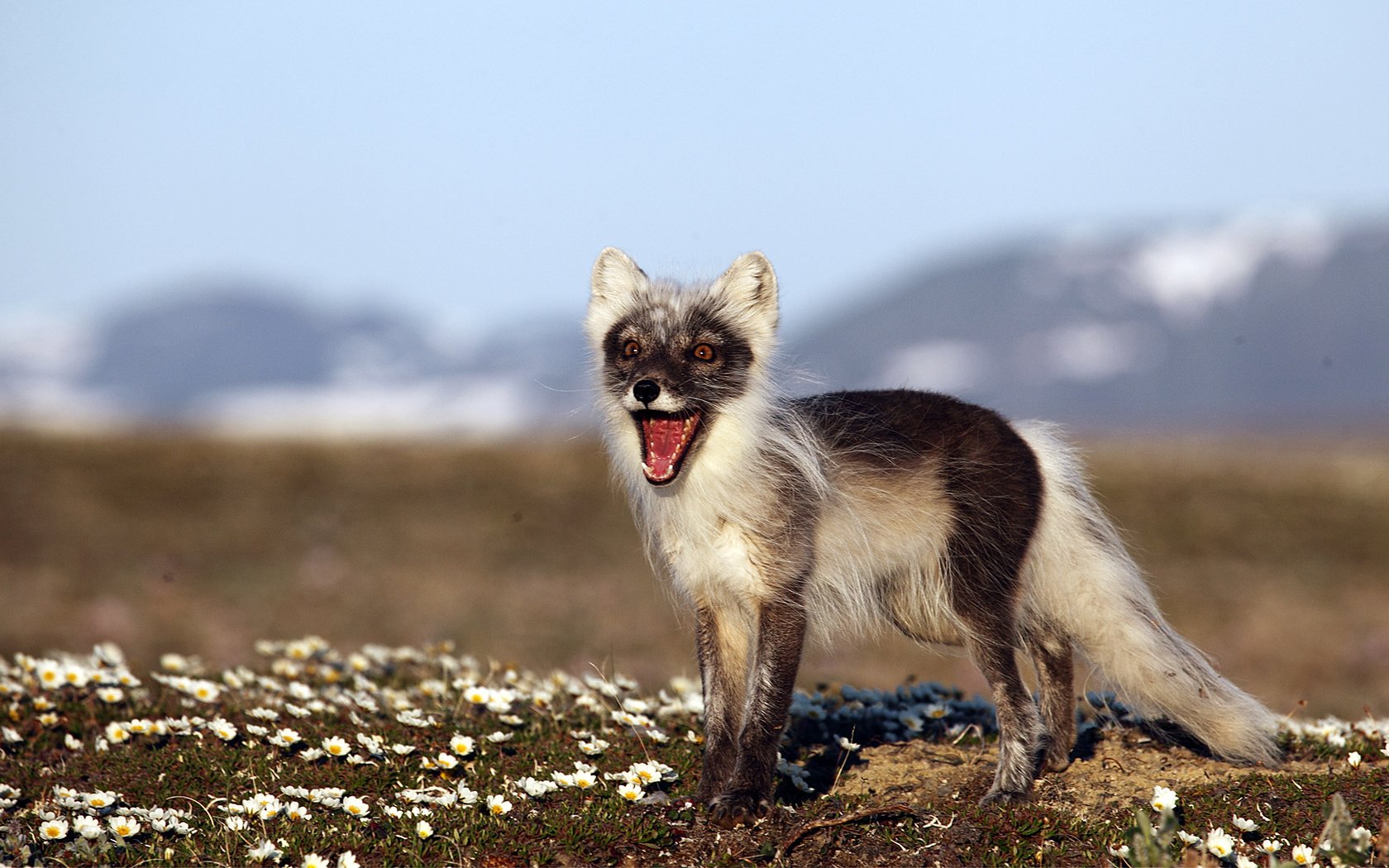 Обои природа, фон, россия, песец, полярная лисица, остров врангеля, nature, background, russia, fox, polar fox, wrangel island разрешение 1920x1080 Загрузить