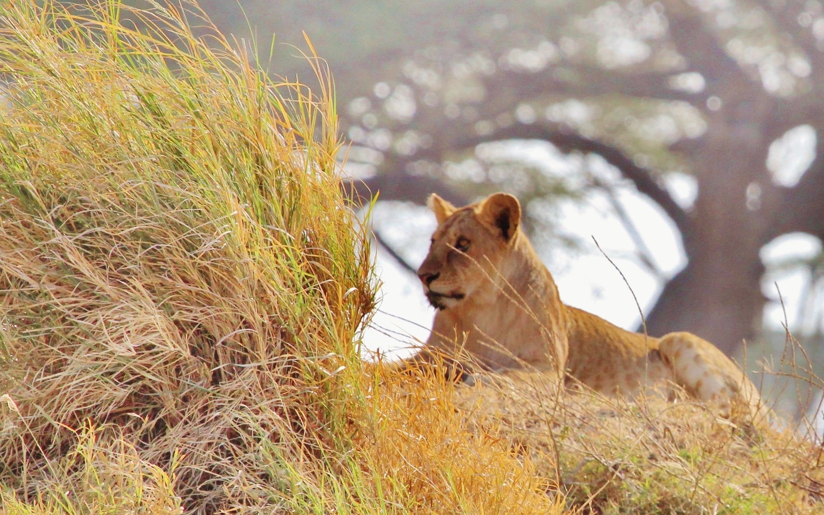 Обои млекопитающее, трава, природа, африка, животное, лев, львица, саванна, прерия, mammal, grass, nature, africa, animal, leo, lioness, savannah, prairie разрешение 3402x1581 Загрузить