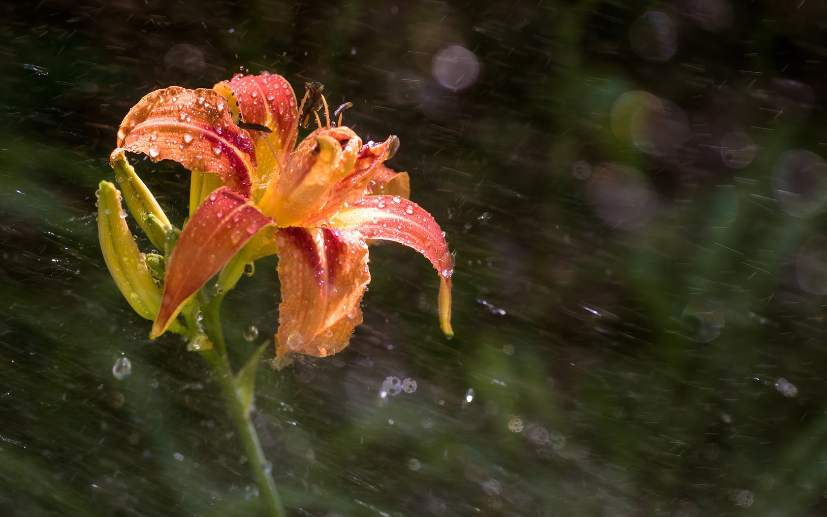 Обои цветок, капли, лепестки, лилия, дождь, боке, flower, drops, petals, lily, rain, bokeh разрешение 1920x1200 Загрузить