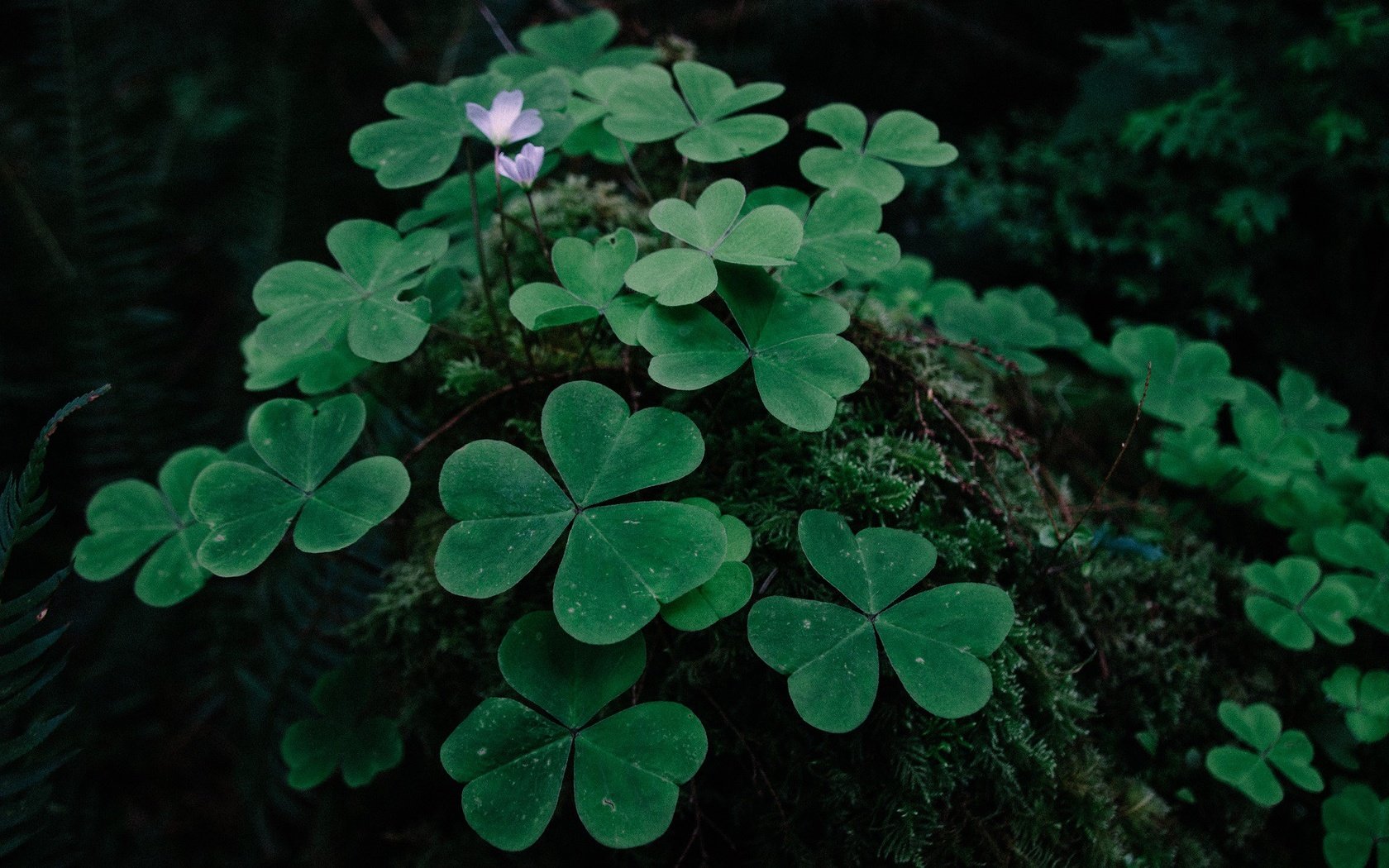 Обои цветы, трава, растения, клевер, листья, листва, мох, flowers, grass, plants, clover, leaves, foliage, moss разрешение 1920x1280 Загрузить