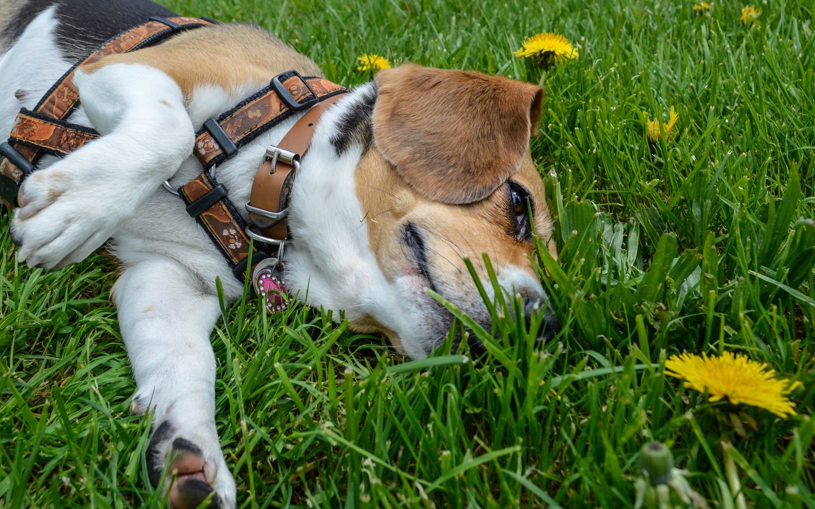 Обои трава, мордочка, лето, собака, лежит, одуванчики, лапки, бигль, grass, muzzle, summer, dog, lies, dandelions, legs, beagle разрешение 4911x3410 Загрузить