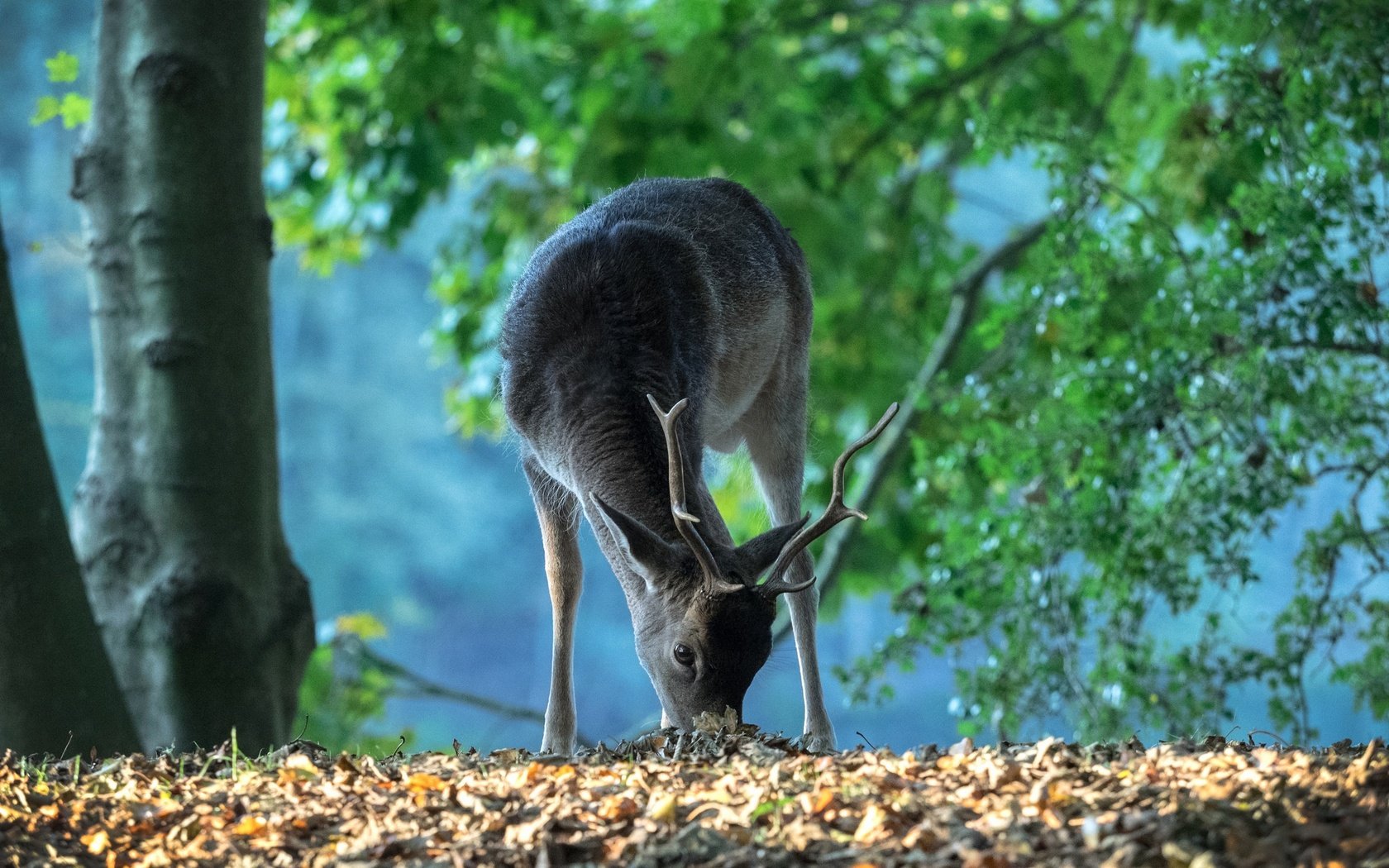 Обои лес, олень, рога, нидерланды, forest, deer, horns, netherlands разрешение 2048x1438 Загрузить