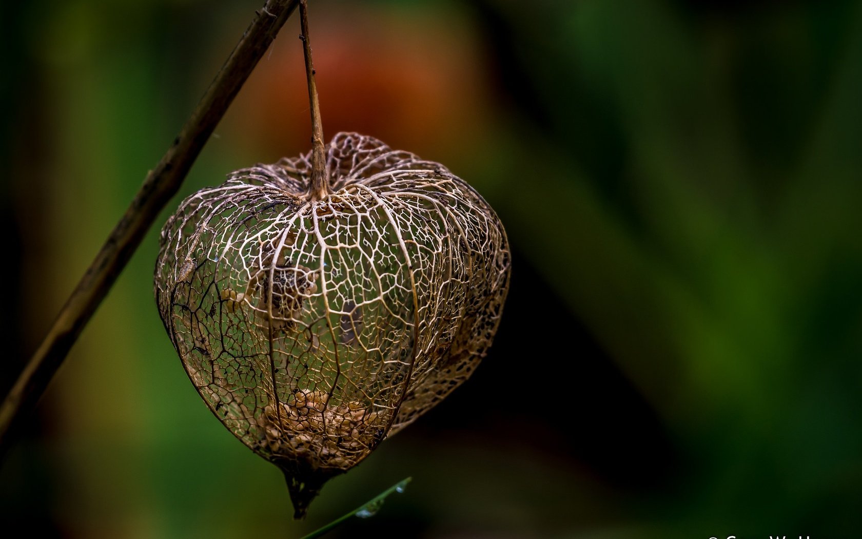 Обои макро, фон, семена, физалис, коробочка, macro, background, seeds, physalis, box разрешение 2048x1389 Загрузить