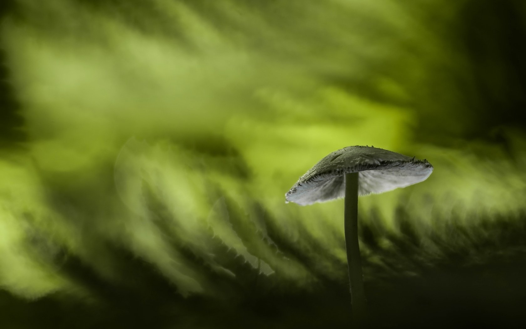 Обои природа, макро, фон, размытость, гриб, nature, macro, background, blur, mushroom разрешение 2560x1613 Загрузить