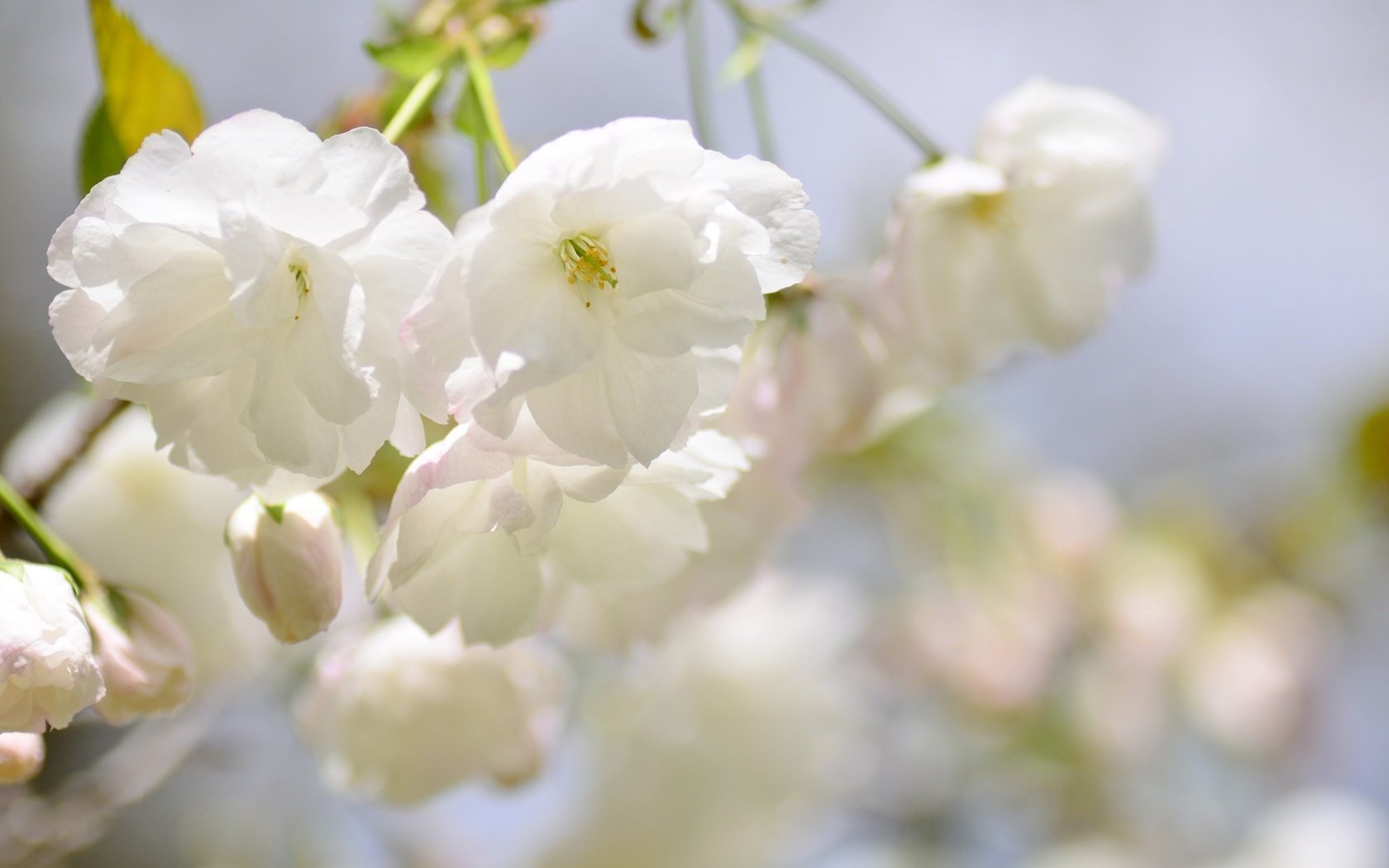 Обои ветка, цветение, размытость, весна, сакура, branch, flowering, blur, spring, sakura разрешение 2048x1356 Загрузить