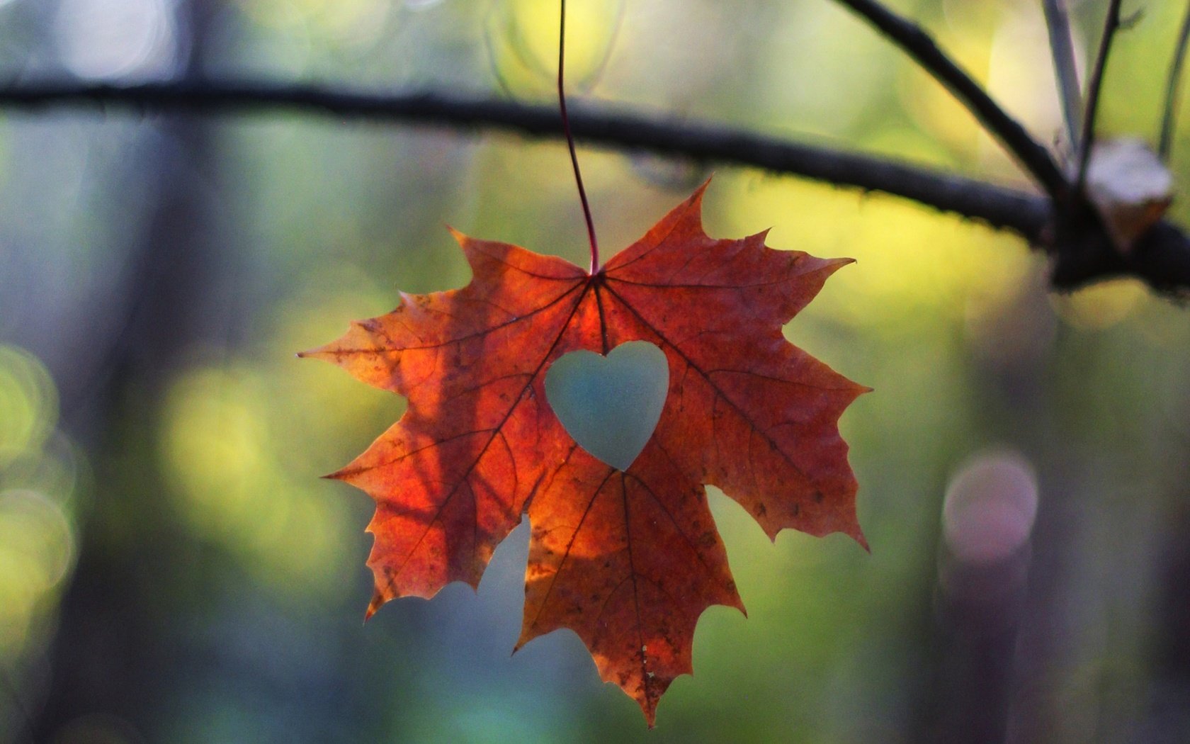 Обои макро, ветки, сердечко, осень, лист, macro, branches, heart, autumn, sheet разрешение 1920x1200 Загрузить