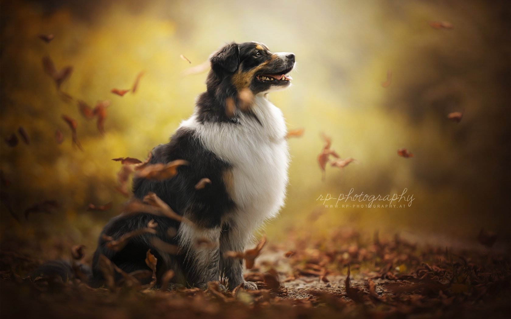 Обои осень, собака, друг, австралийская овчарка, dackelpup, juno, autumn, dog, each, australian shepherd разрешение 2048x1300 Загрузить