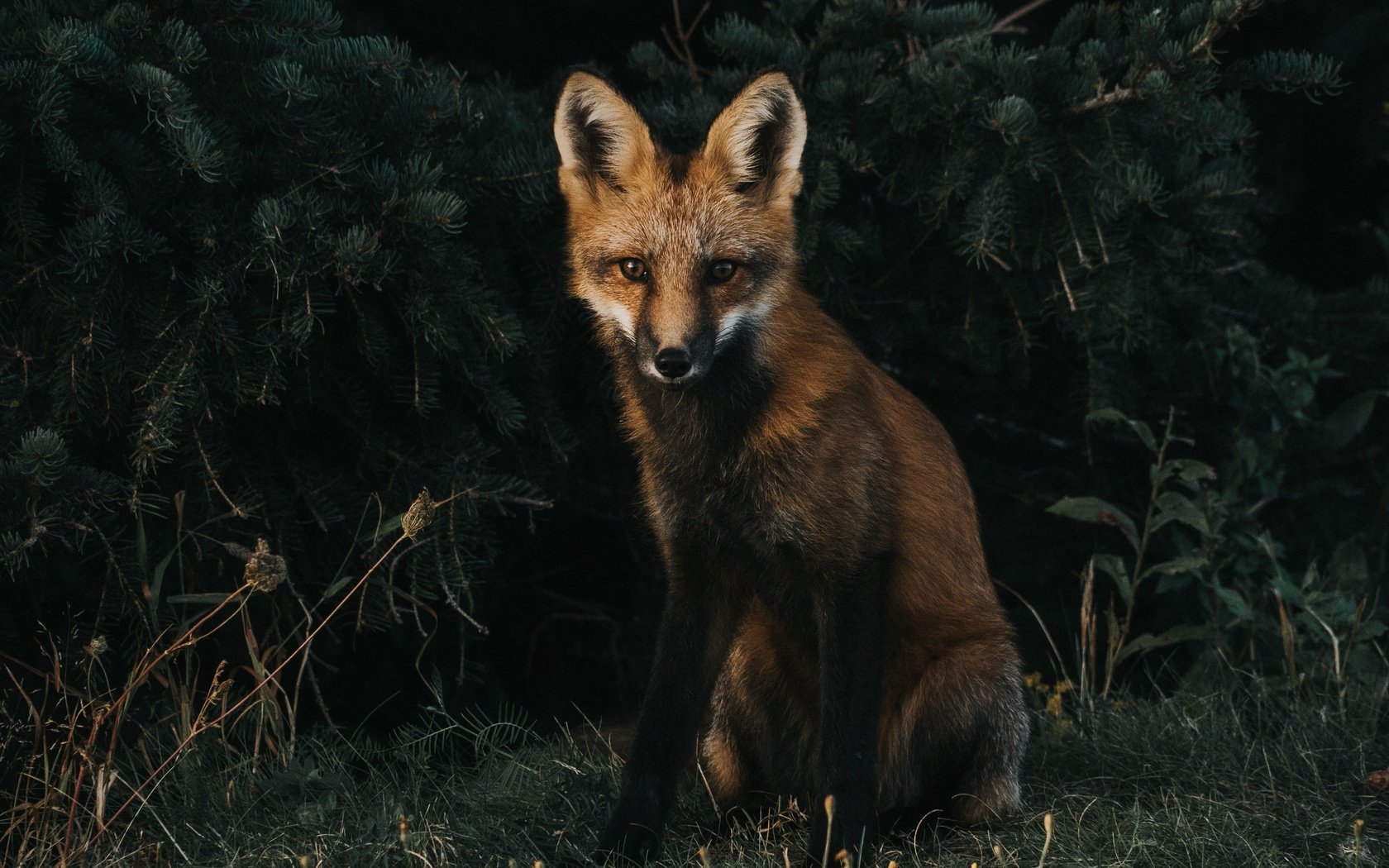 Обои трава, мордочка, взгляд, лиса, хищник, лисица, grass, muzzle, look, fox, predator разрешение 3408x2490 Загрузить