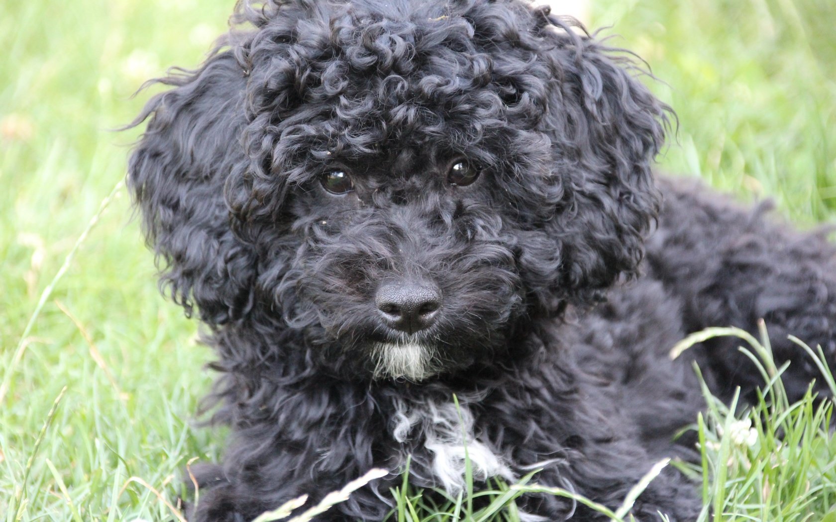 Обои трава, мордочка, взгляд, пушистый, черный, собака, щенок, пудель, grass, muzzle, look, fluffy, black, dog, puppy, poodle разрешение 5184x3456 Загрузить