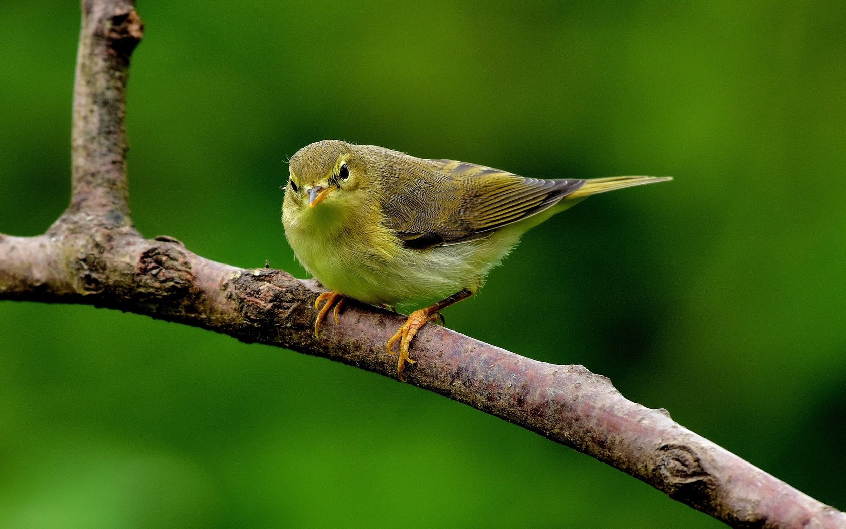 Обои ветка, птица, клюв, перья, пеночка-весничка, пеночка, branch, bird, beak, feathers, the willow warbler, warbler разрешение 3840x2160 Загрузить