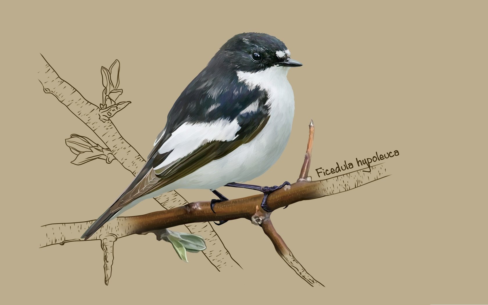 Обои арт, птичка, мухоловка, kate kondrukhova, european pied flycatcher, мухоловка-пеструшка, art, bird, flycatcher, flycatcher-flycatcher разрешение 2184x1356 Загрузить