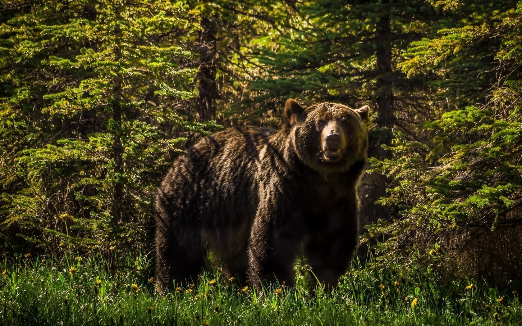 Обои морда, лес, взгляд, медведь, хищник, тайга, бурый медведь, face, forest, look, bear, predator, taiga, brown bear разрешение 2560x1600 Загрузить