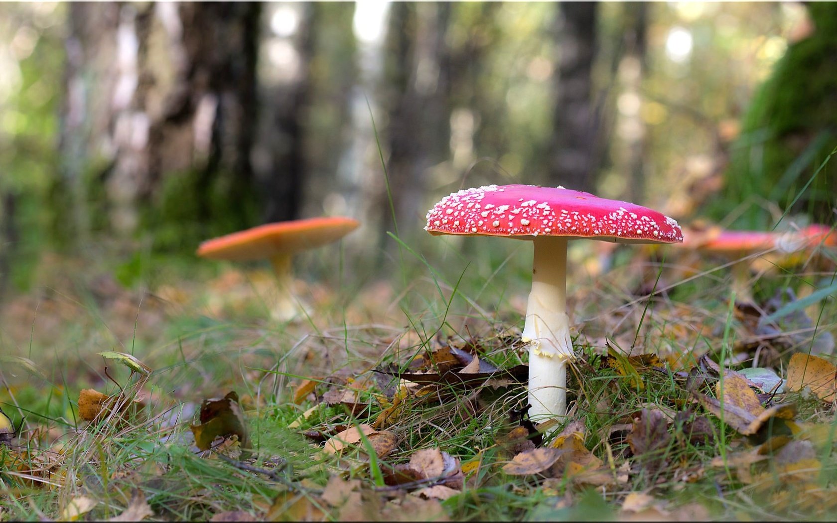 Обои трава, лес, грибы, боке, мухоморы, grass, forest, mushrooms, bokeh, amanita разрешение 2048x1152 Загрузить