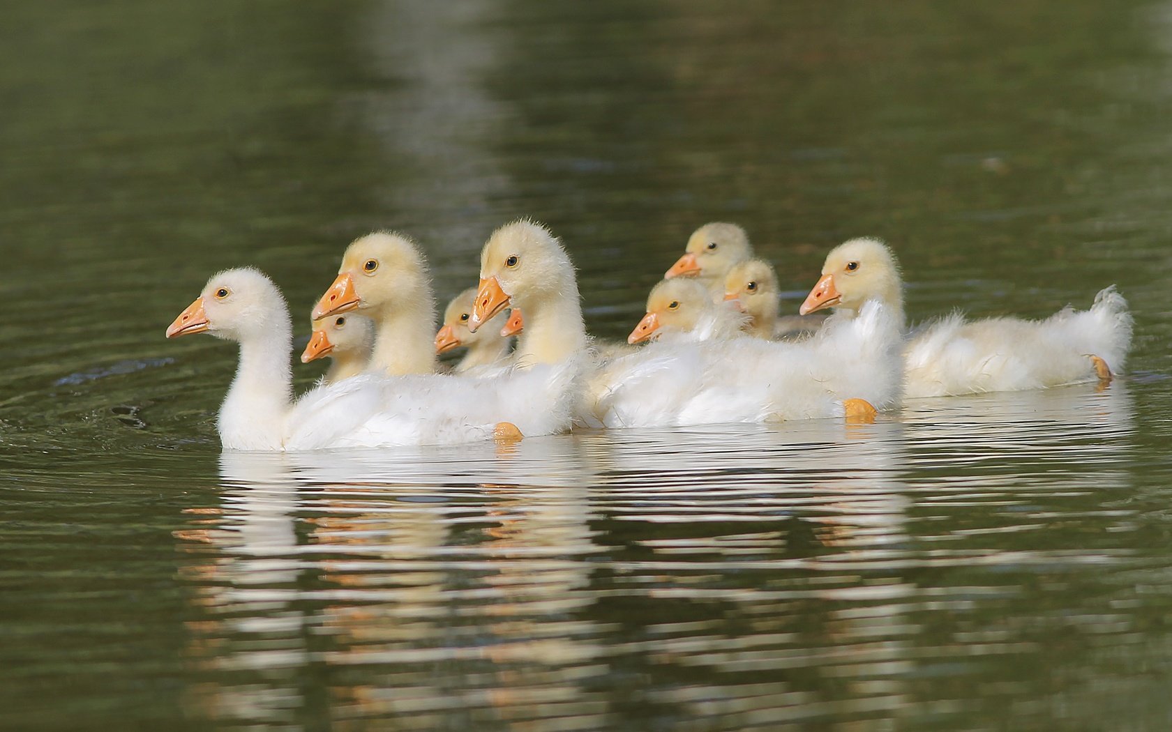 Обои вода, птицы, пруд, птенцы, гуси, плывут, гусята, water, birds, pond, chicks, geese, float, the goslings разрешение 2000x1289 Загрузить