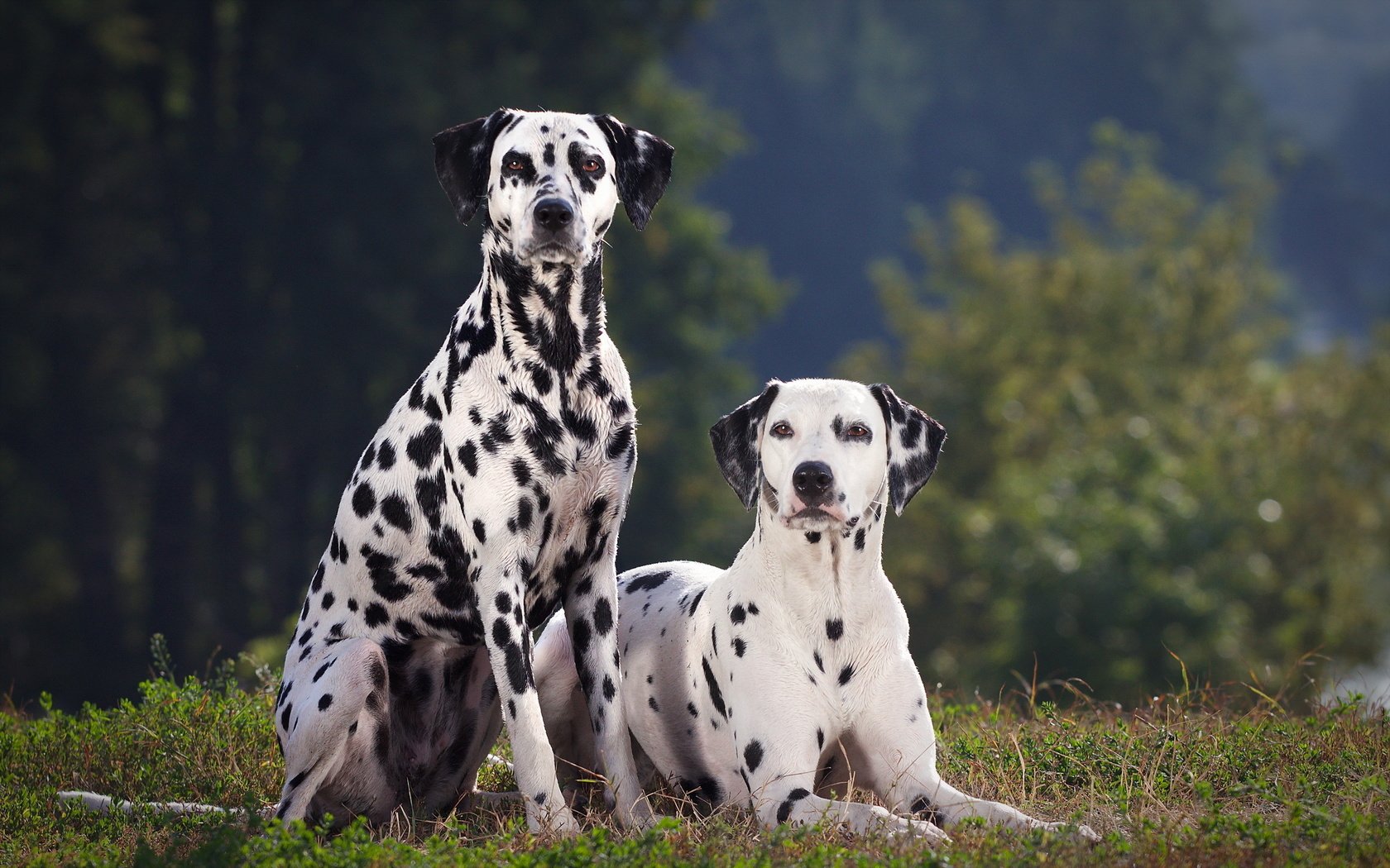 Обои трава, взгляд, далматин, собаки, мордочки, далматинец, grass, look, dalmatian, dogs, faces, dalmatians разрешение 2560x1600 Загрузить