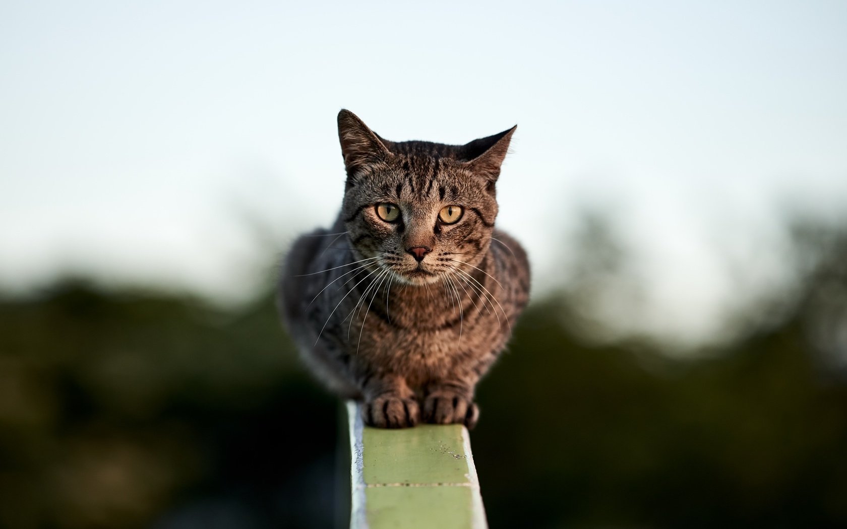Обои фон, кошка, сидит, перила, боке, размытый, background, cat, sitting, railings, bokeh, blurred разрешение 2560x1709 Загрузить
