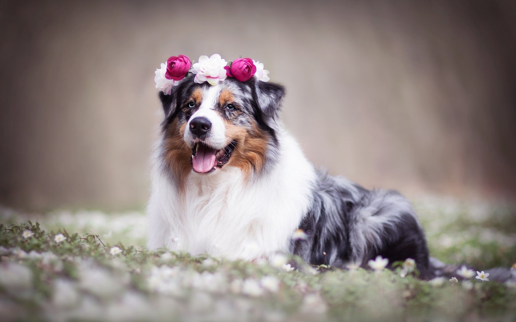 Обои цветы, собака, венок, боке, австралийская овчарка, аусси, flowers, dog, wreath, bokeh, australian shepherd, aussie разрешение 2048x1365 Загрузить