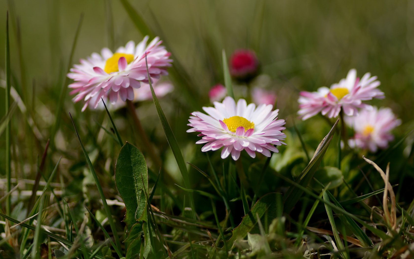 Обои цветы, трава, боке, маргаритки, flowers, grass, bokeh, daisy разрешение 2112x1188 Загрузить