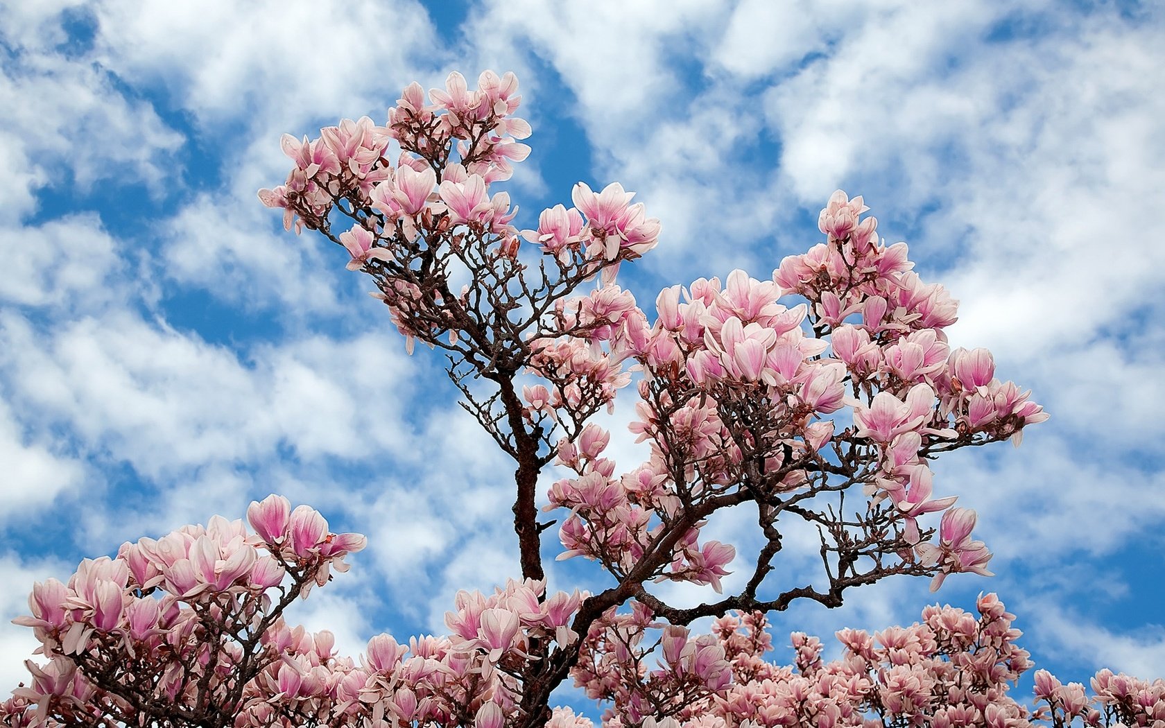 Обои небо, цветы, облака, природа, дерево, ветки, сакура, магнолия, the sky, flowers, clouds, nature, tree, branches, sakura, magnolia разрешение 1920x1200 Загрузить