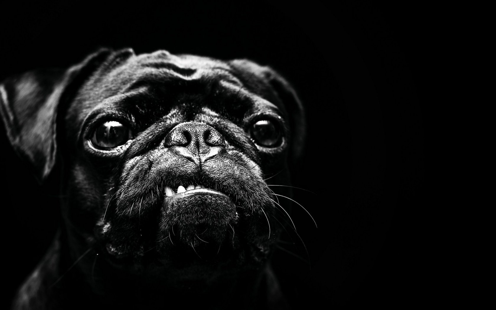 Обои чёрно-белое, собака, мопс, black and white, dog, pug разрешение 3840x2160 Загрузить