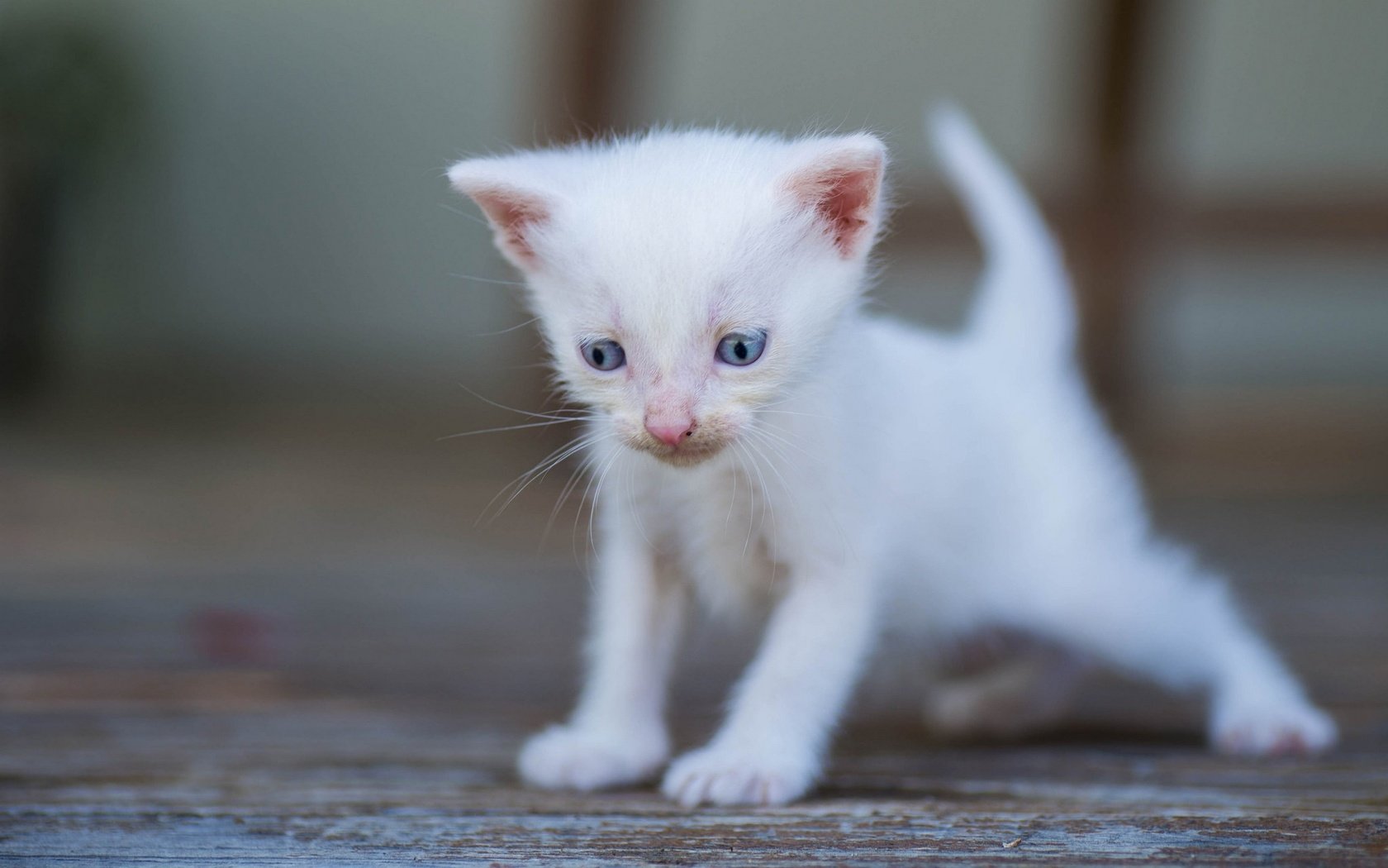 Обои белый, малыш, боке, голубые глазки, white, baby, bokeh, blue eyes разрешение 2048x1280 Загрузить