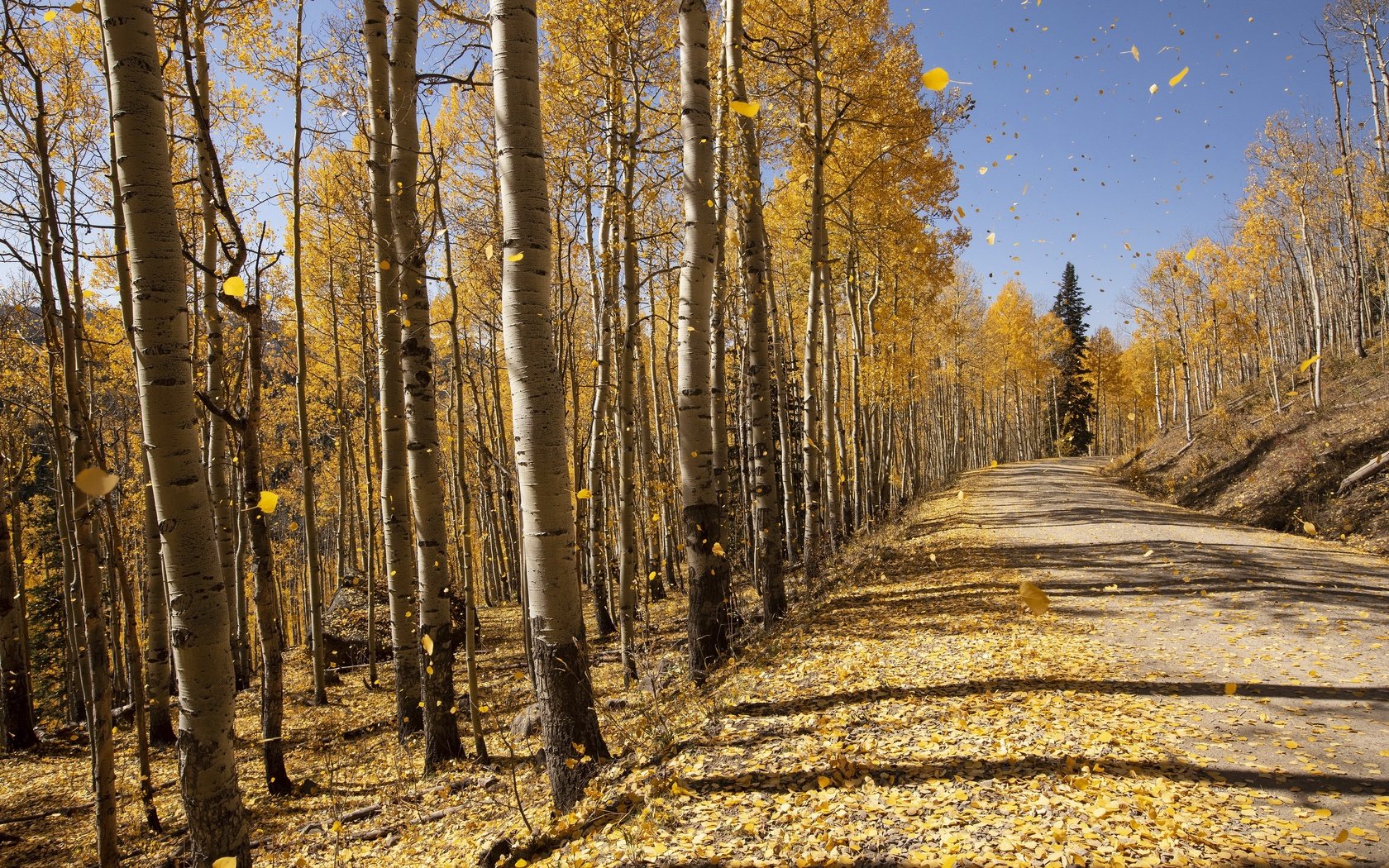 Обои деревья, осень, trees, autumn разрешение 3840x2160 Загрузить