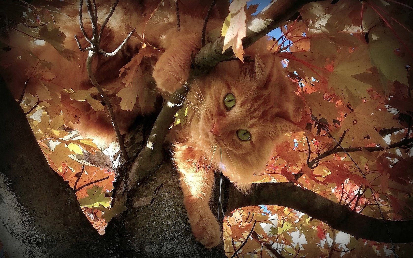 Обои зеленые глаза, листья, на дереве, кот, мордочка, ветки, взгляд, осень, пушистый, рыжий, green eyes, leaves, on the tree, cat, muzzle, branches, look, autumn, fluffy, red разрешение 2048x1365 Загрузить