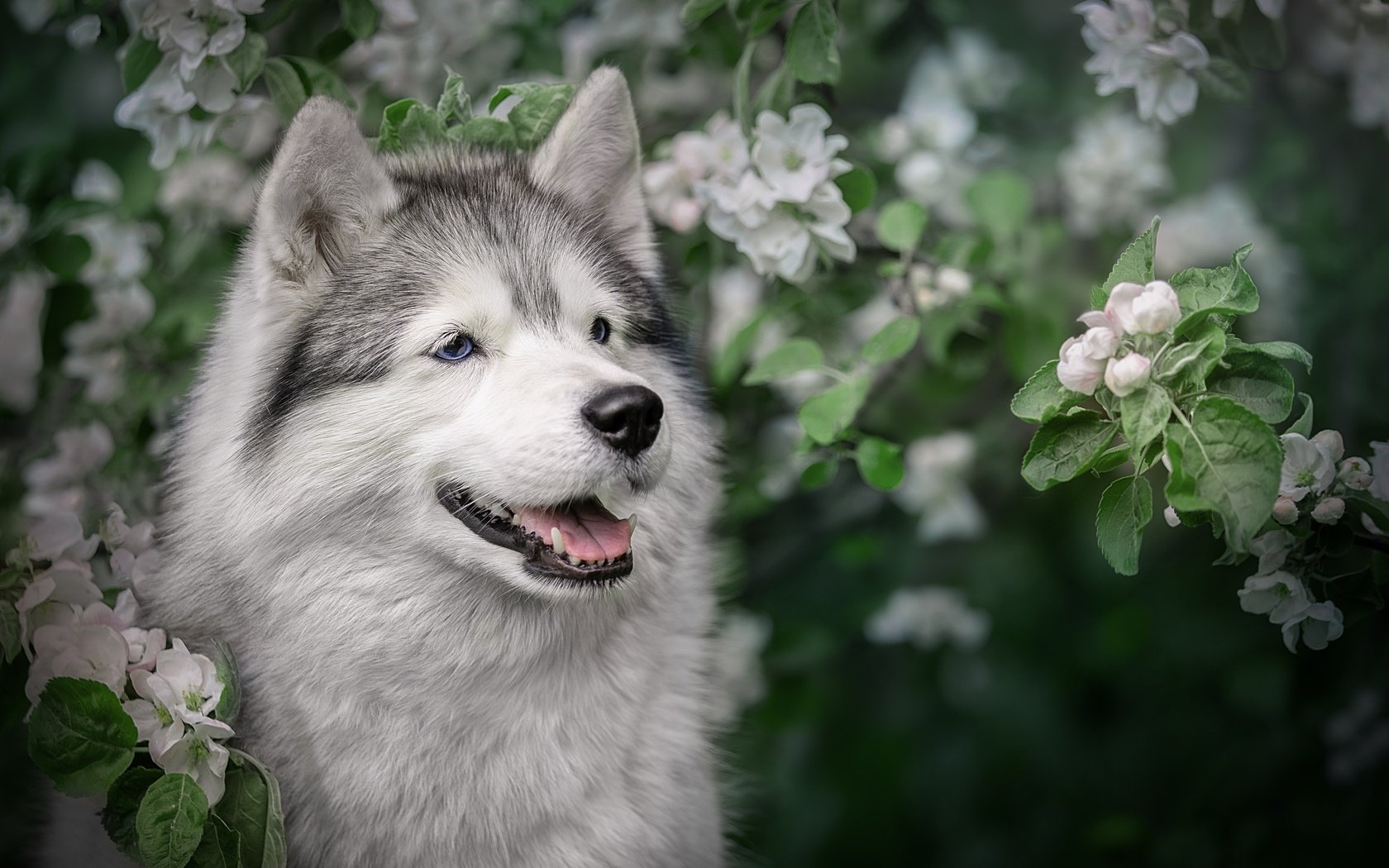 Обои морда, цветение, ветки, собака, весна, хаски, яблоня, face, flowering, branches, dog, spring, husky, apple разрешение 2560x1706 Загрузить