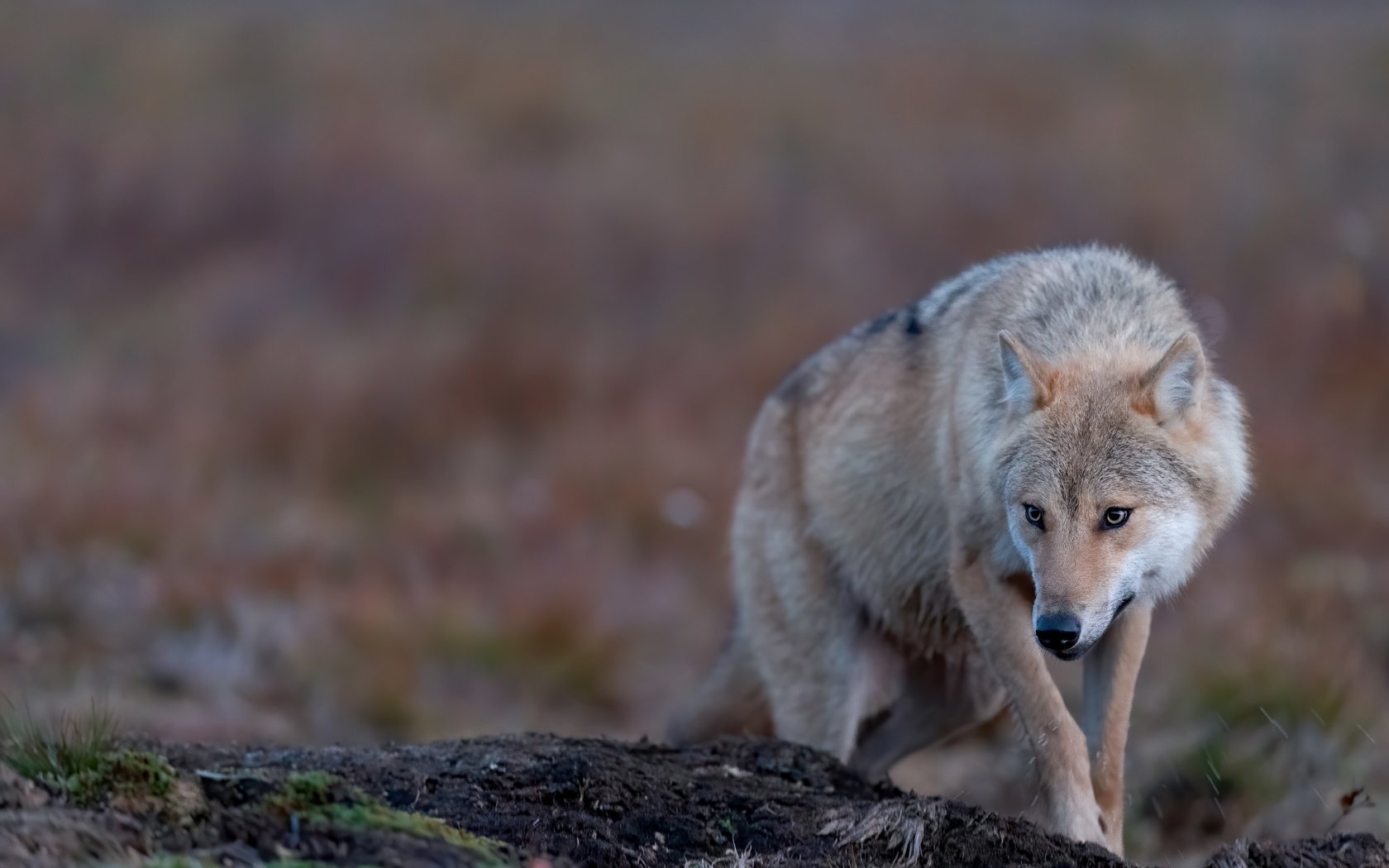 Обои природа, поза, взгляд, волк, боке, nature, pose, look, wolf, bokeh разрешение 5568x3712 Загрузить